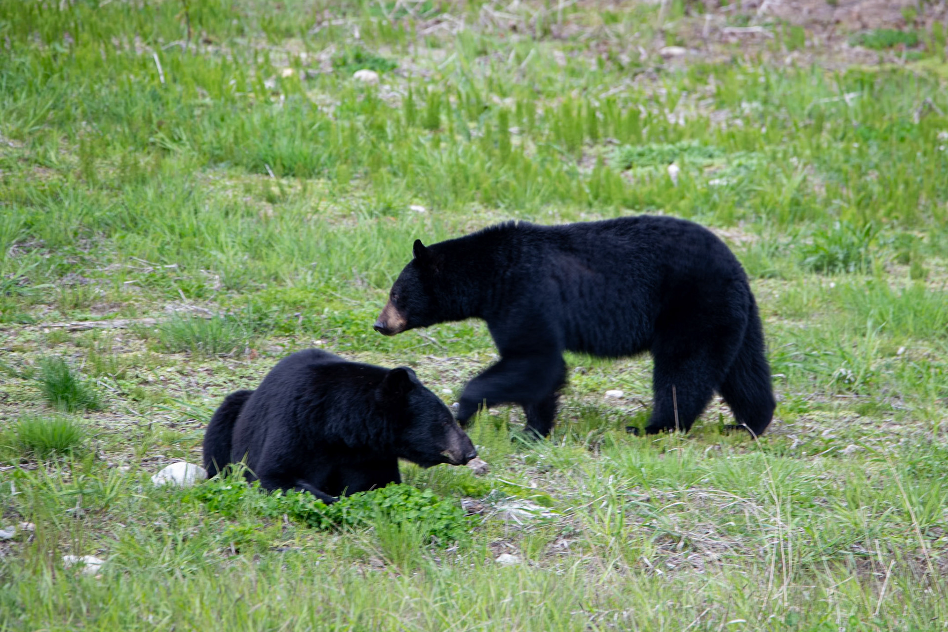 Black bears near Yellowhead Highway