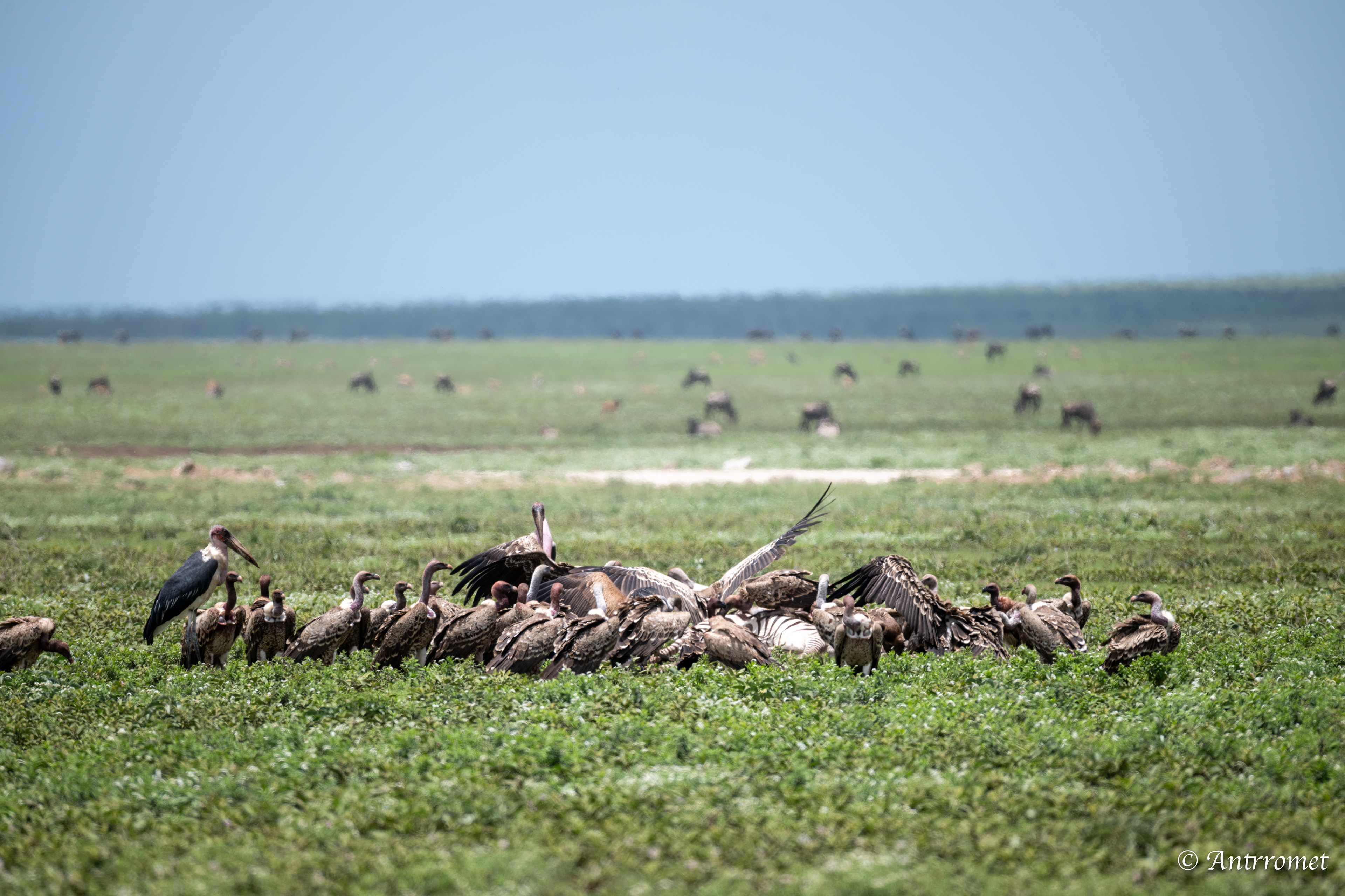 Vultures and storks eating a dead zebra