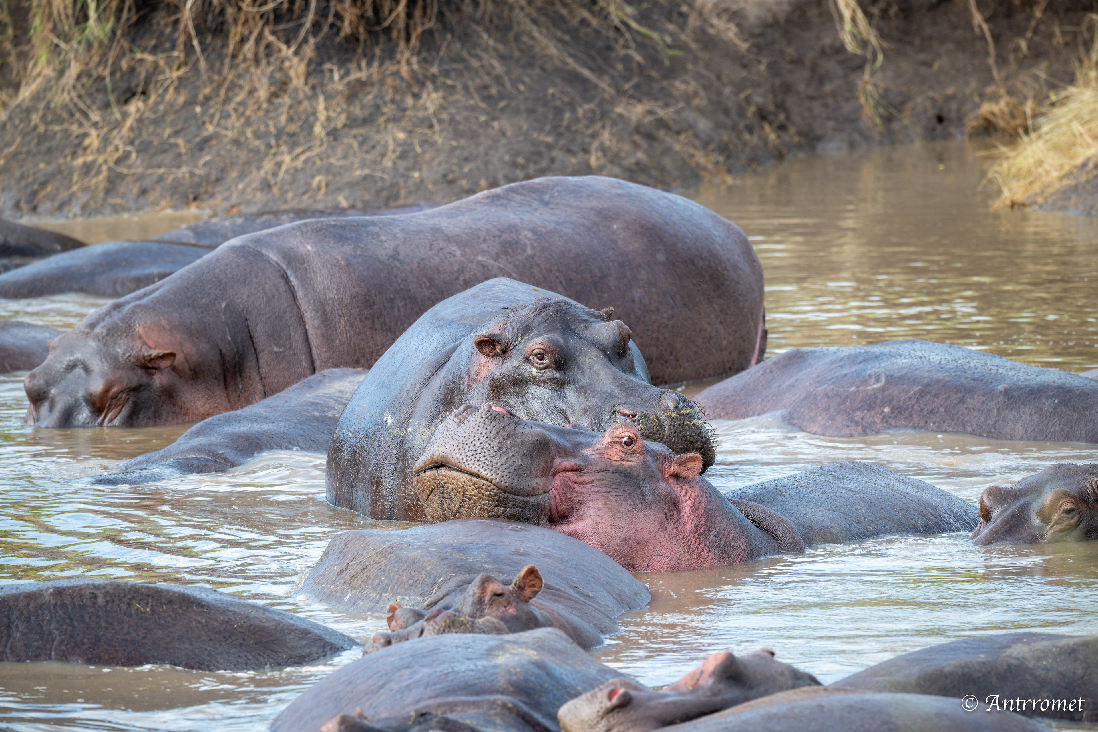 Hippopotamuses