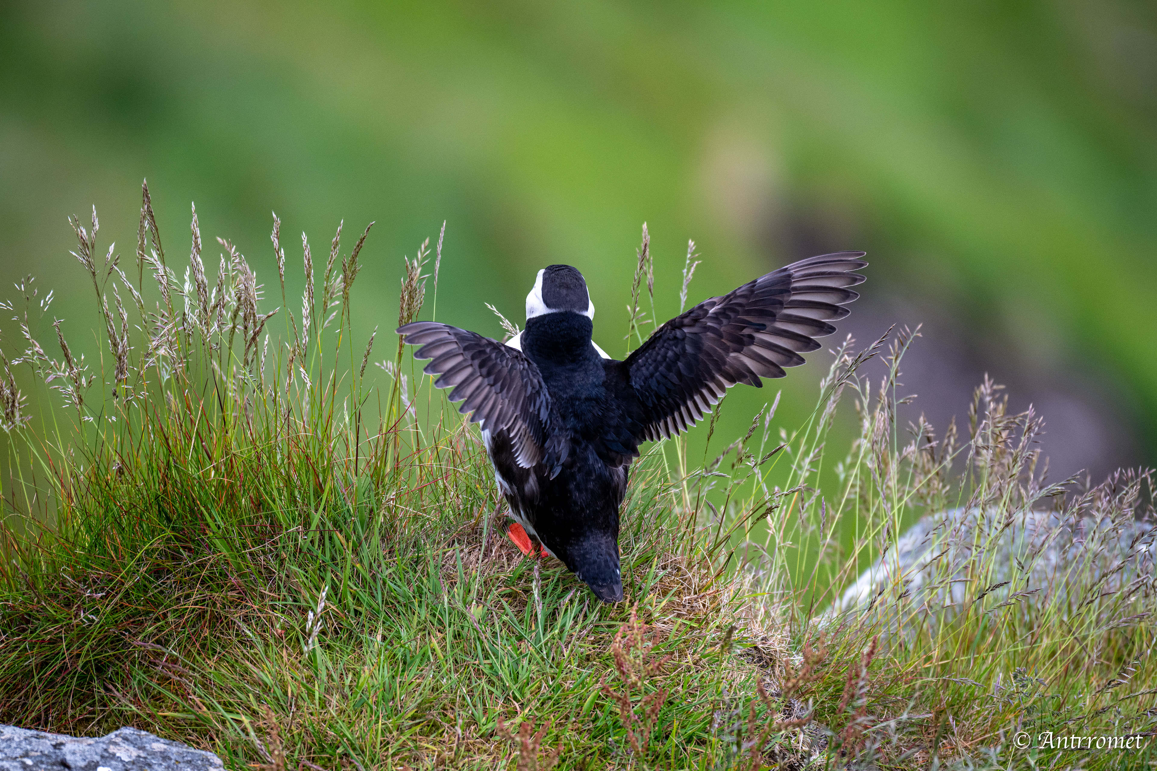 Puffin viewing point, Runde