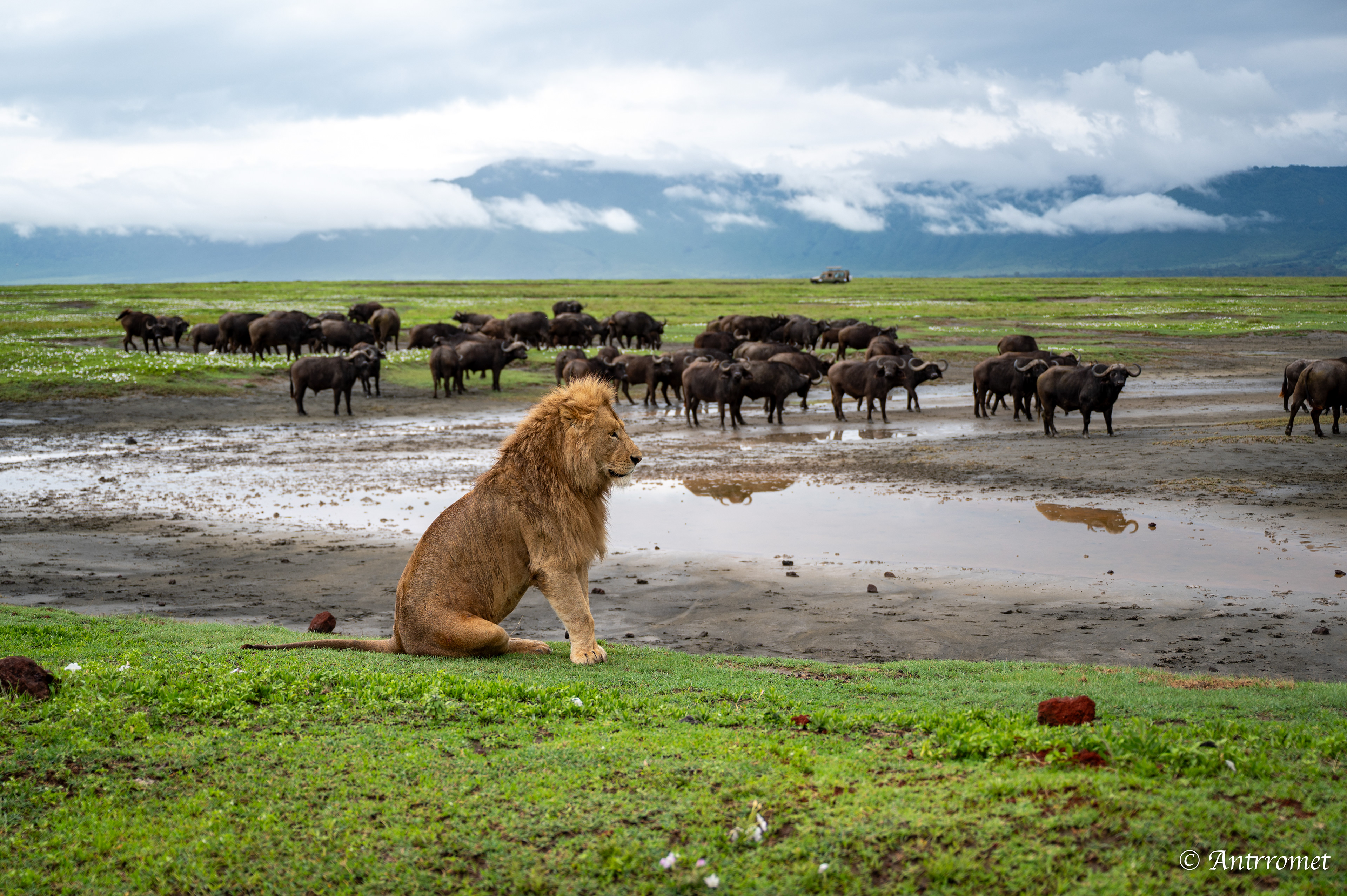 Stand-down between lions and buffaloes