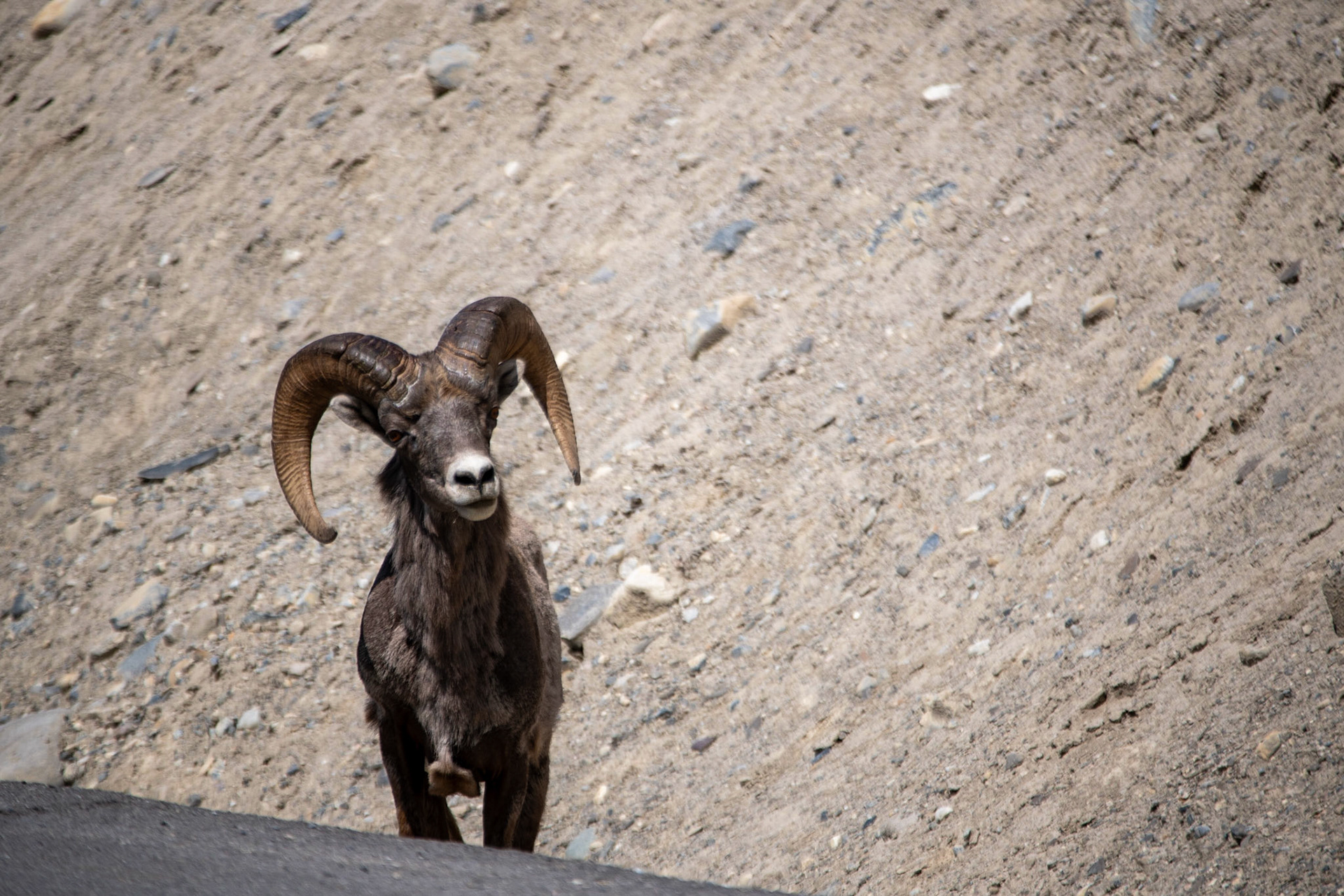 Bighorn sheep