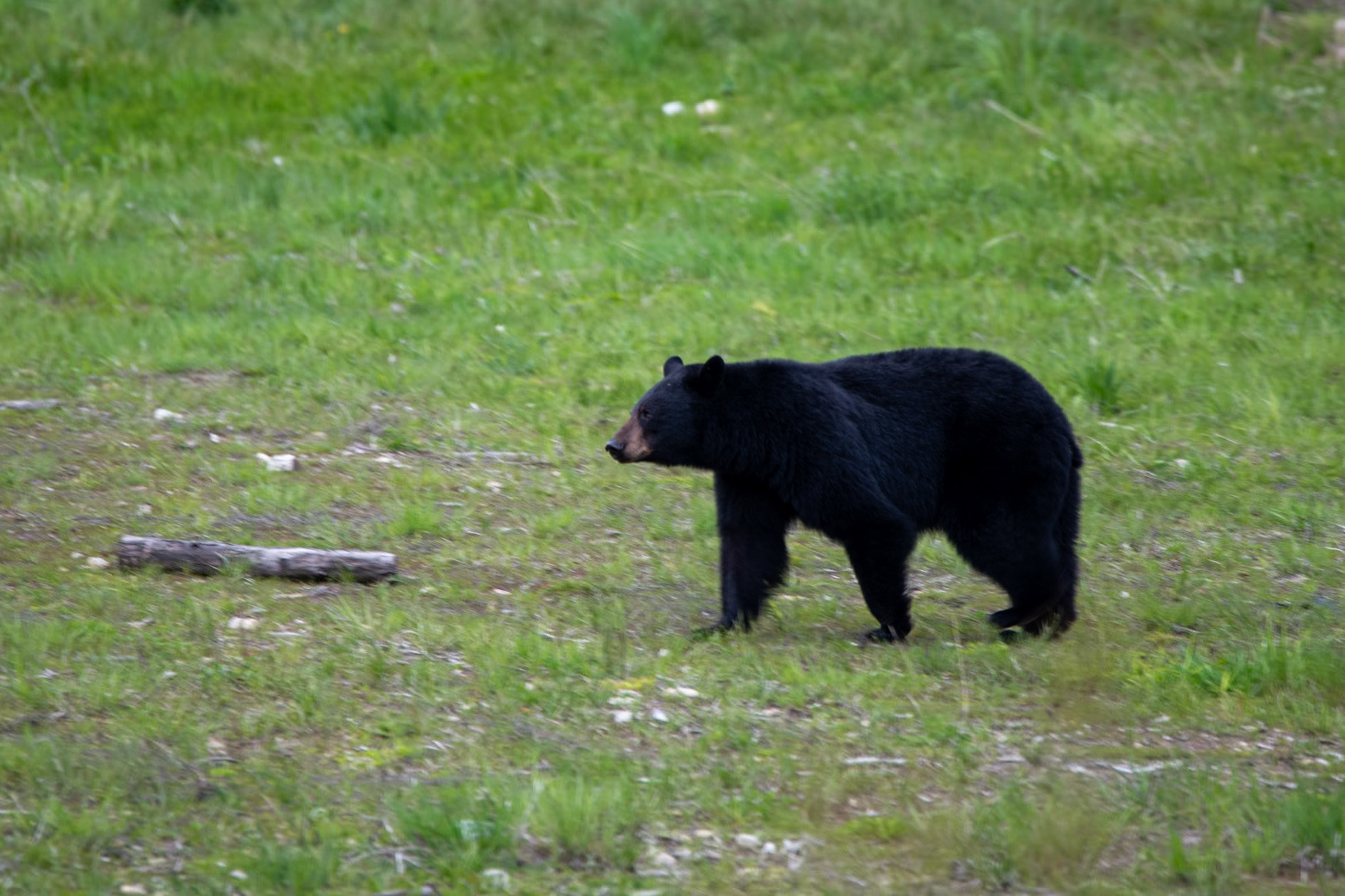 Black bears near Yellowhead Highway