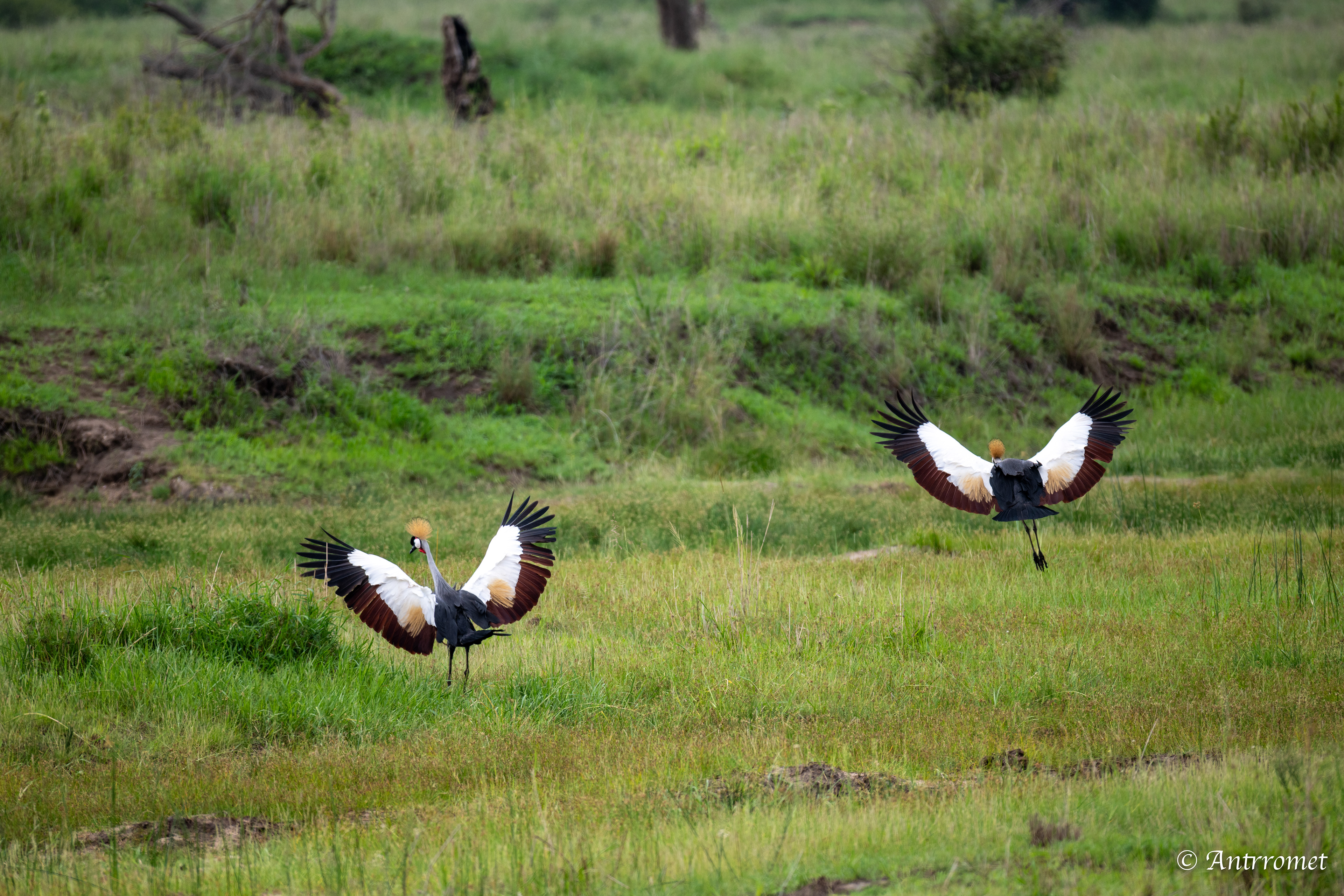 Grey Crowned Cranes