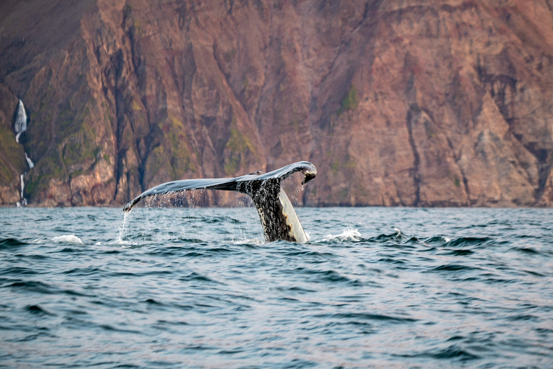 Humpback whale