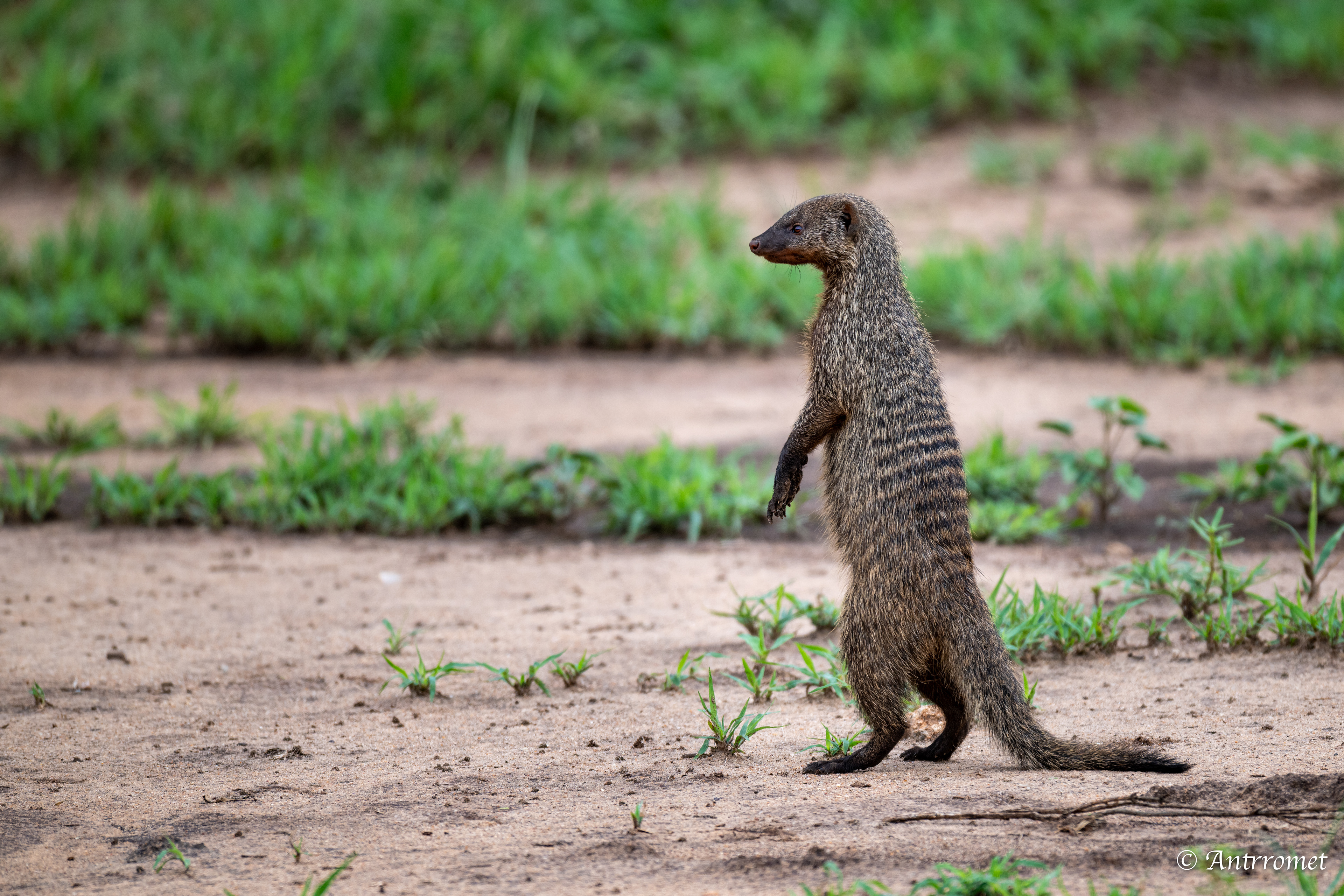 Banded Mongoose