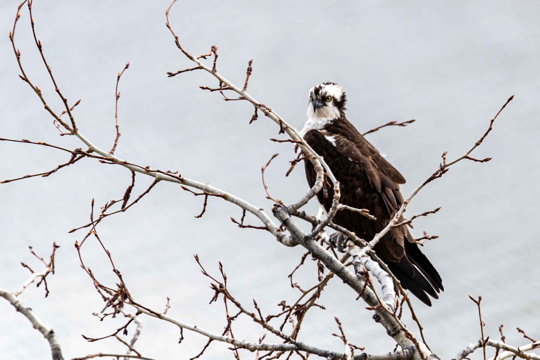 Osprey at Medicine Lake Lookout