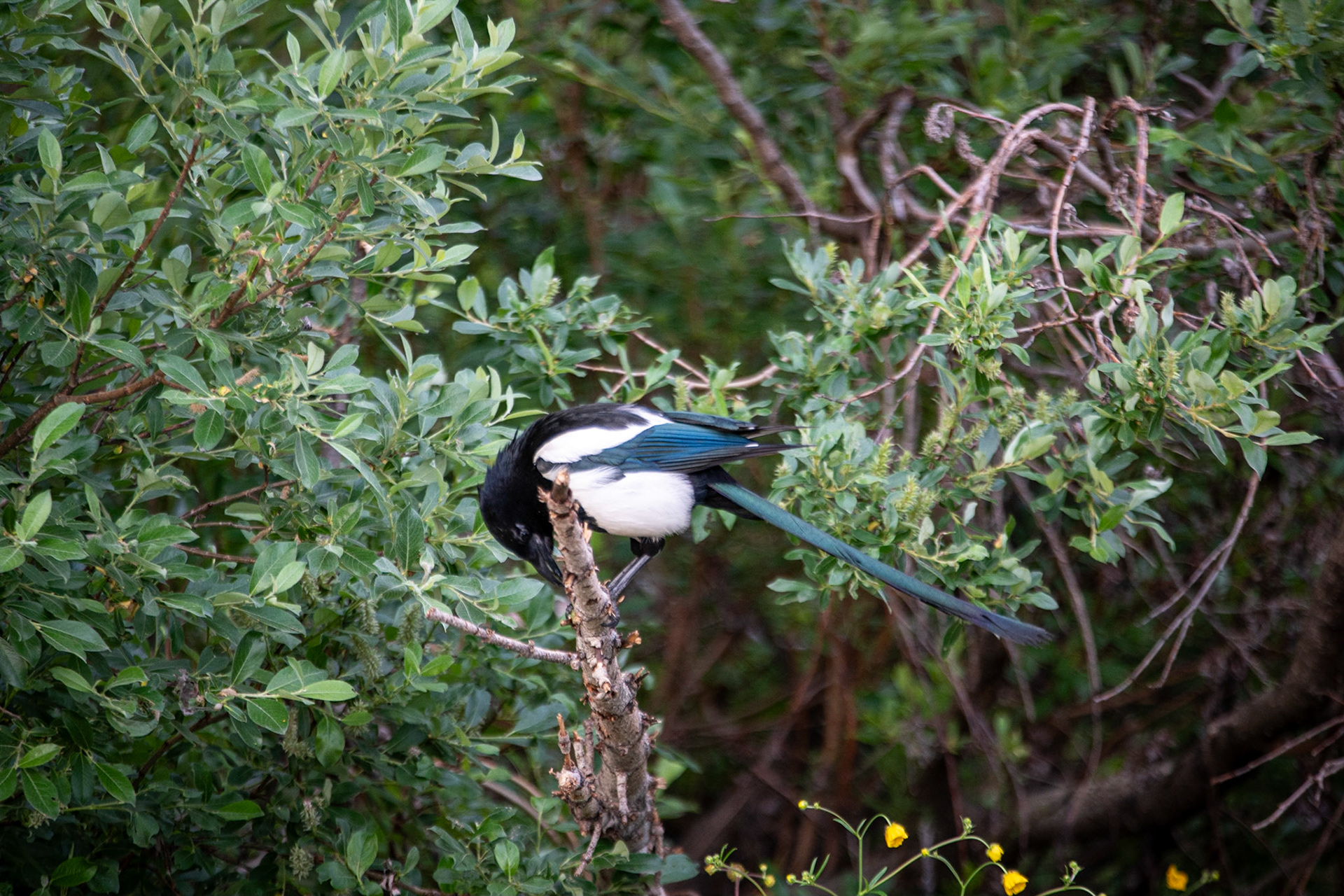 Billed Magpie at Lake Louise