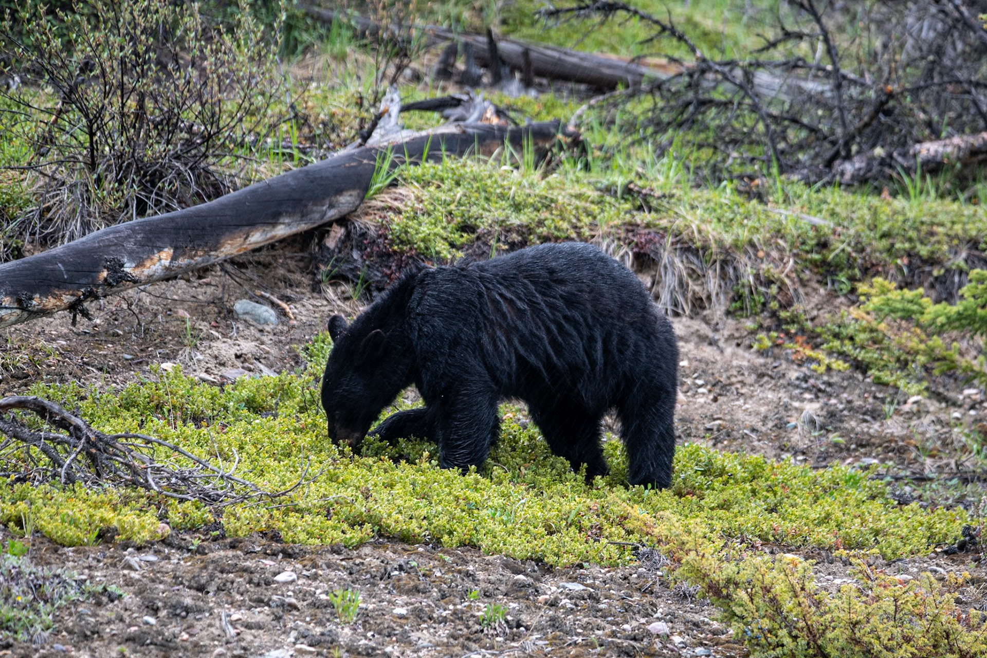 Black bear on Icefields Parkway
