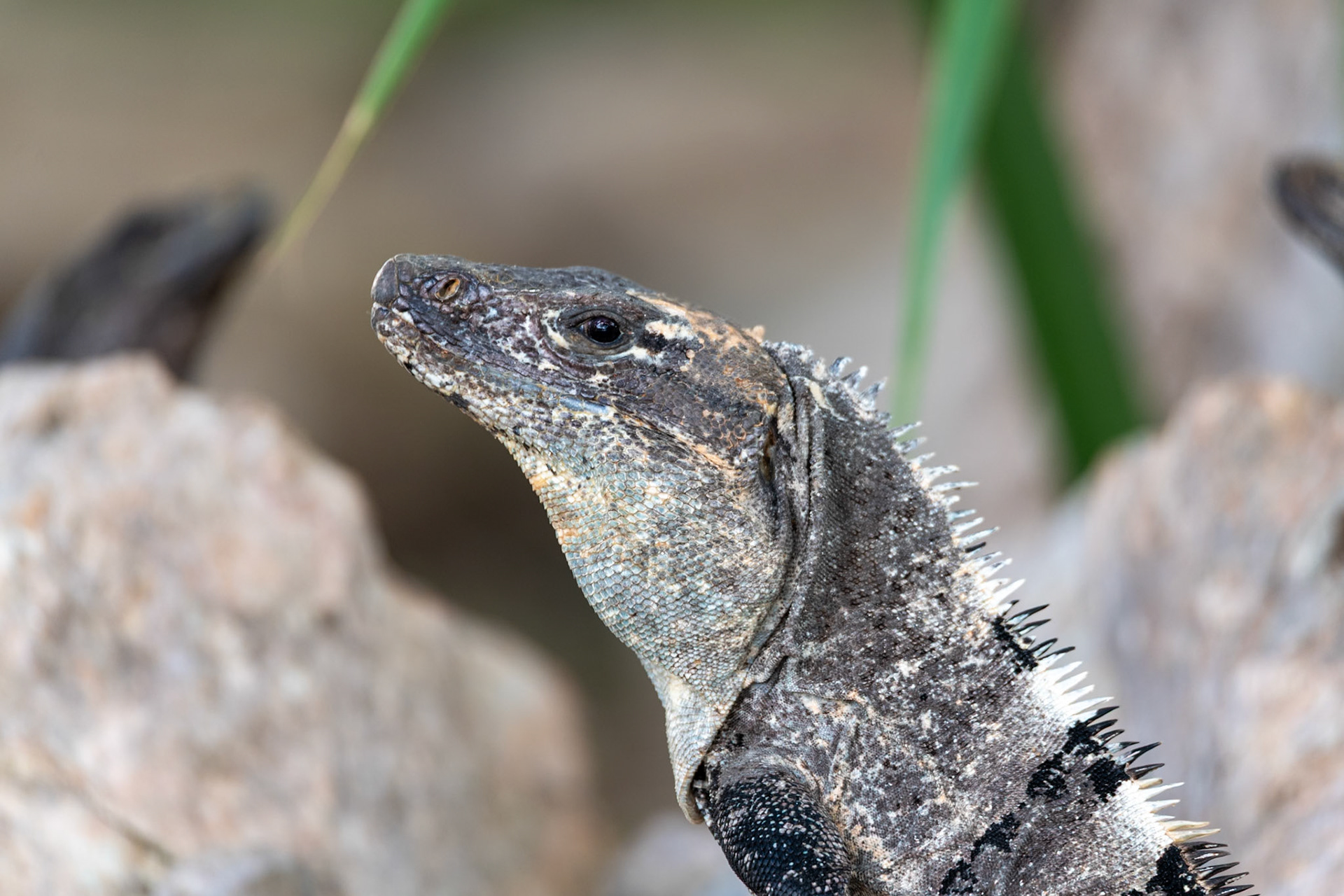Iguana at Chichén Itzá