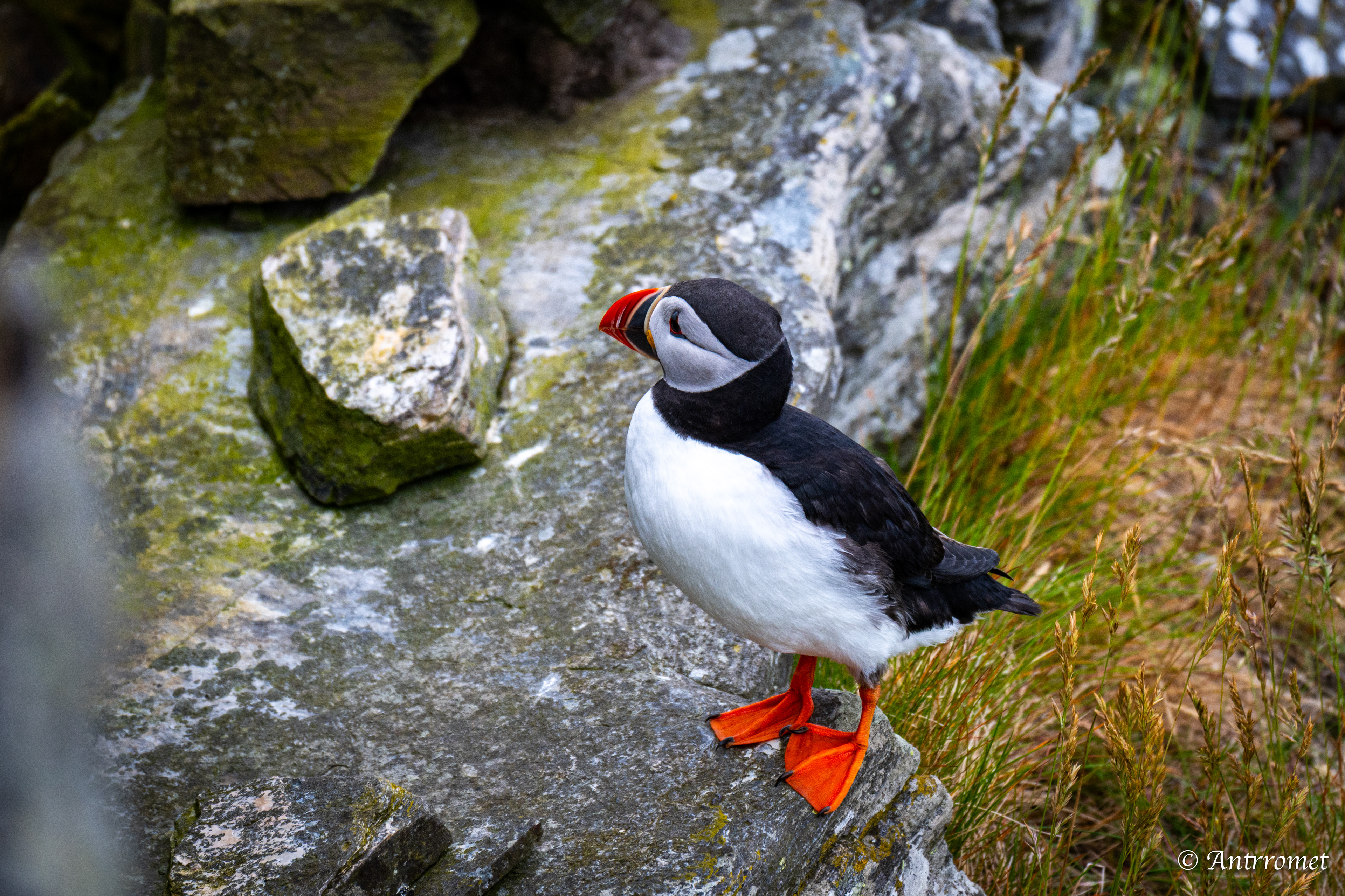 Puffin viewing point, Runde