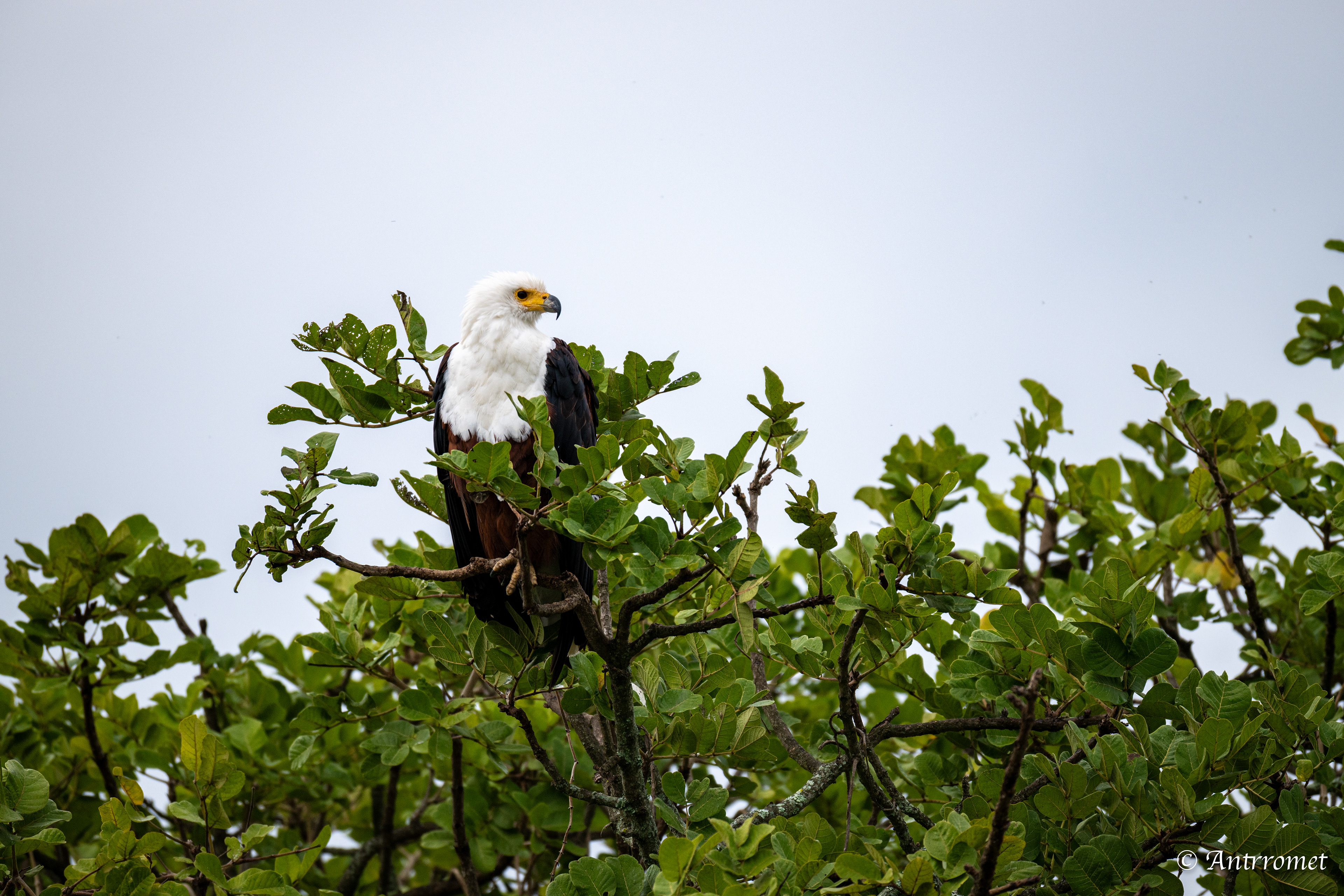 African Fish Eagle