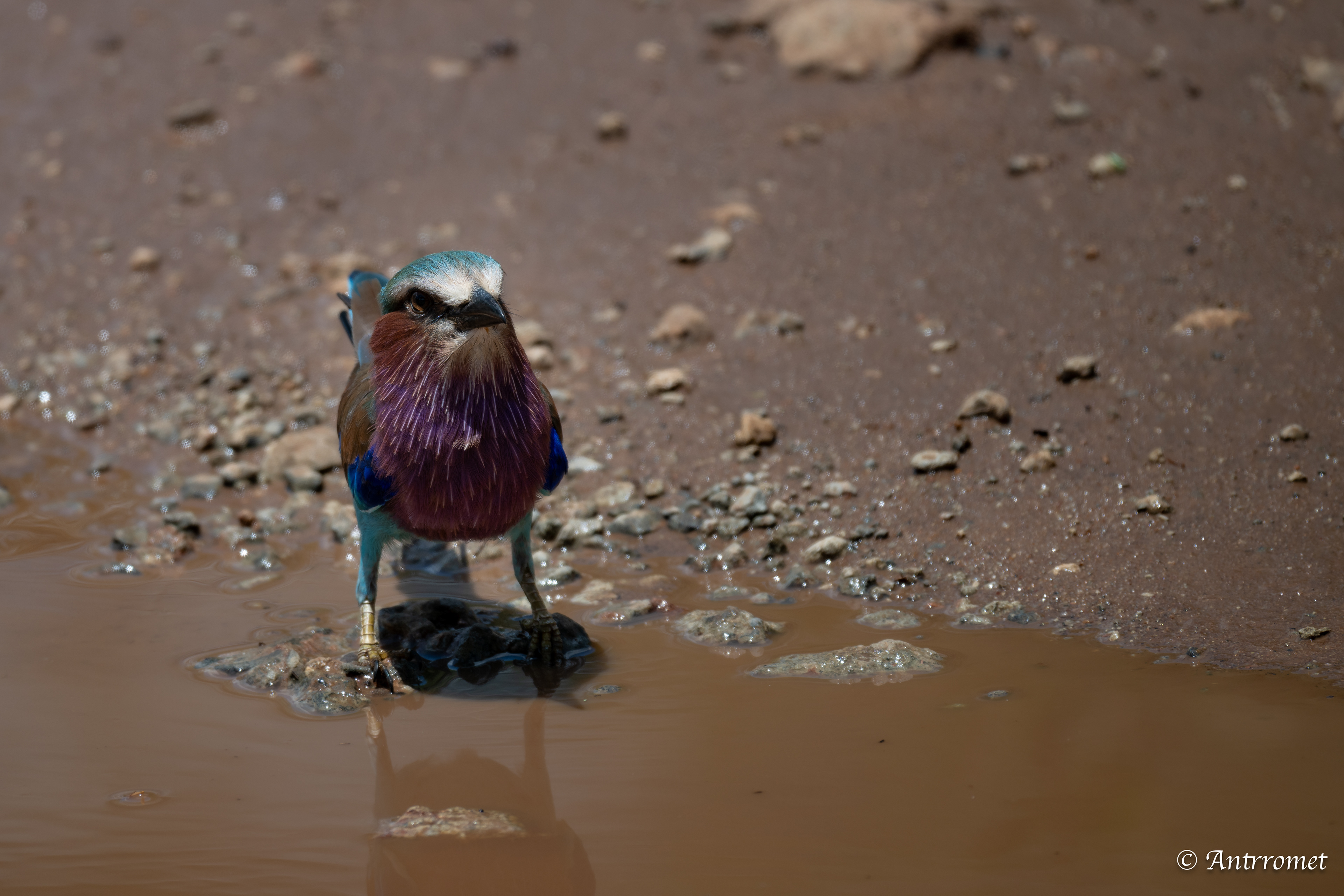 Lilac-breasted Roller