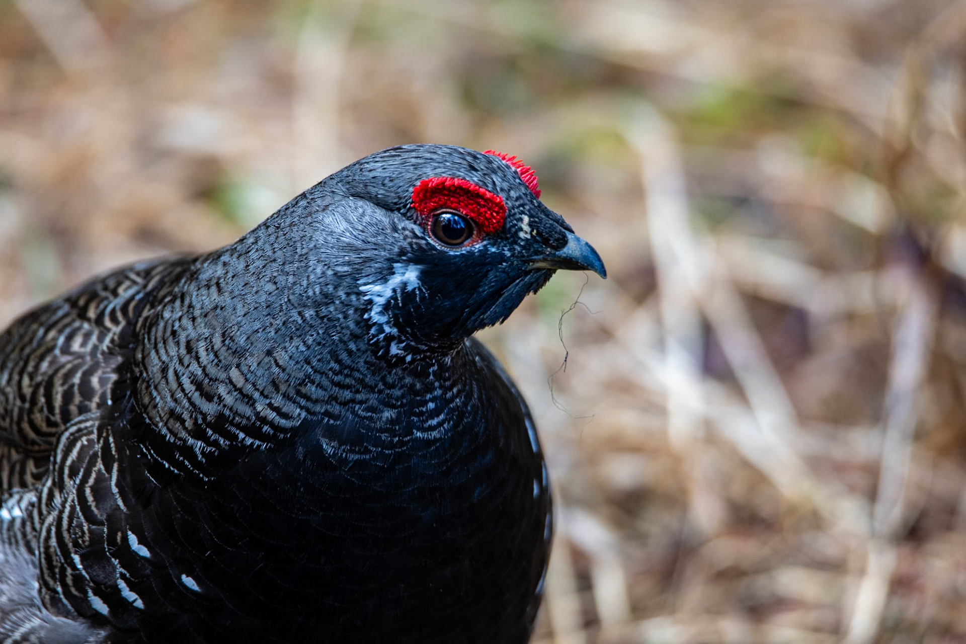 Spruce grouse near Maligne Lake picnic area