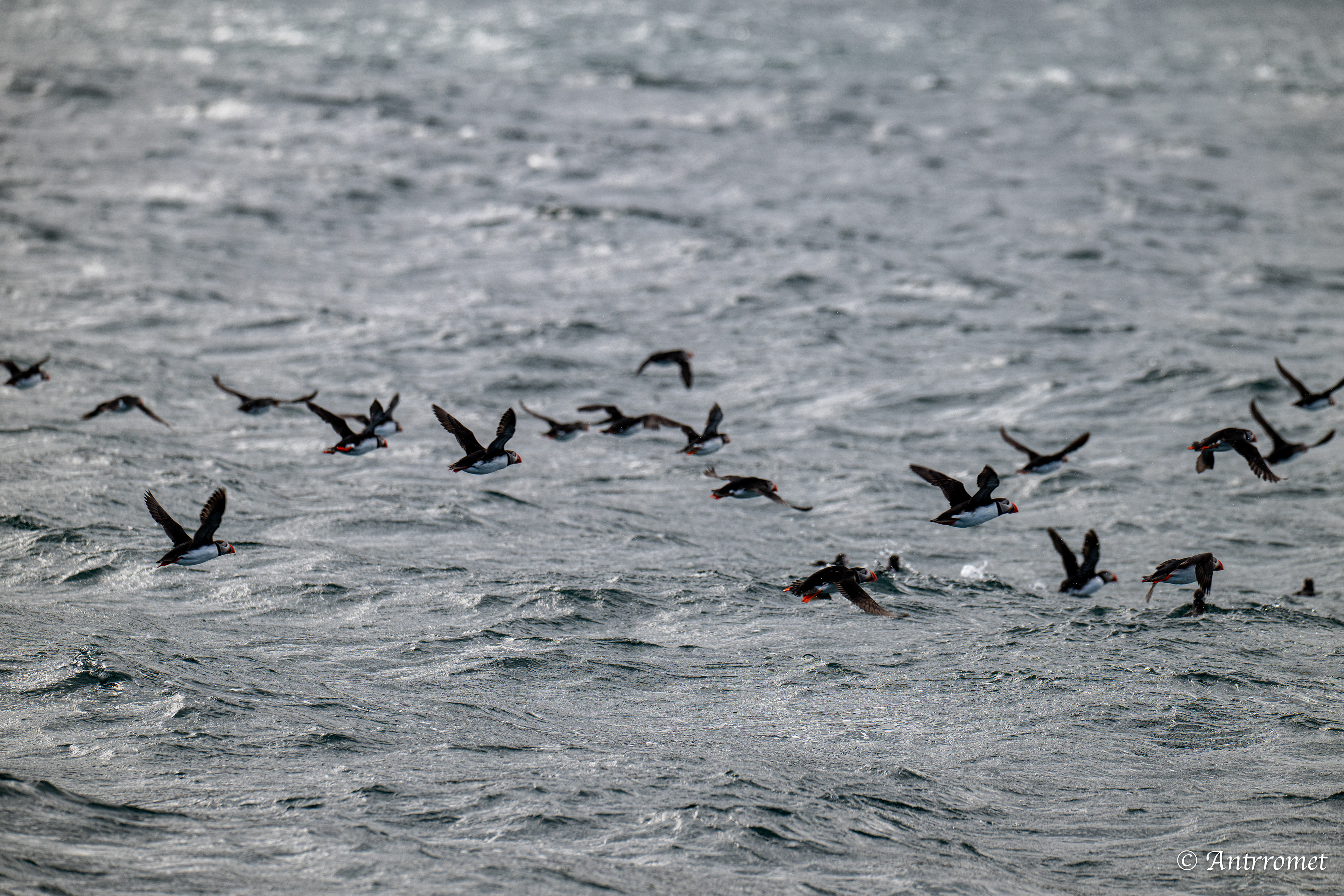 Puffins at Puffin Safari AS, Bleik, Vesteralen