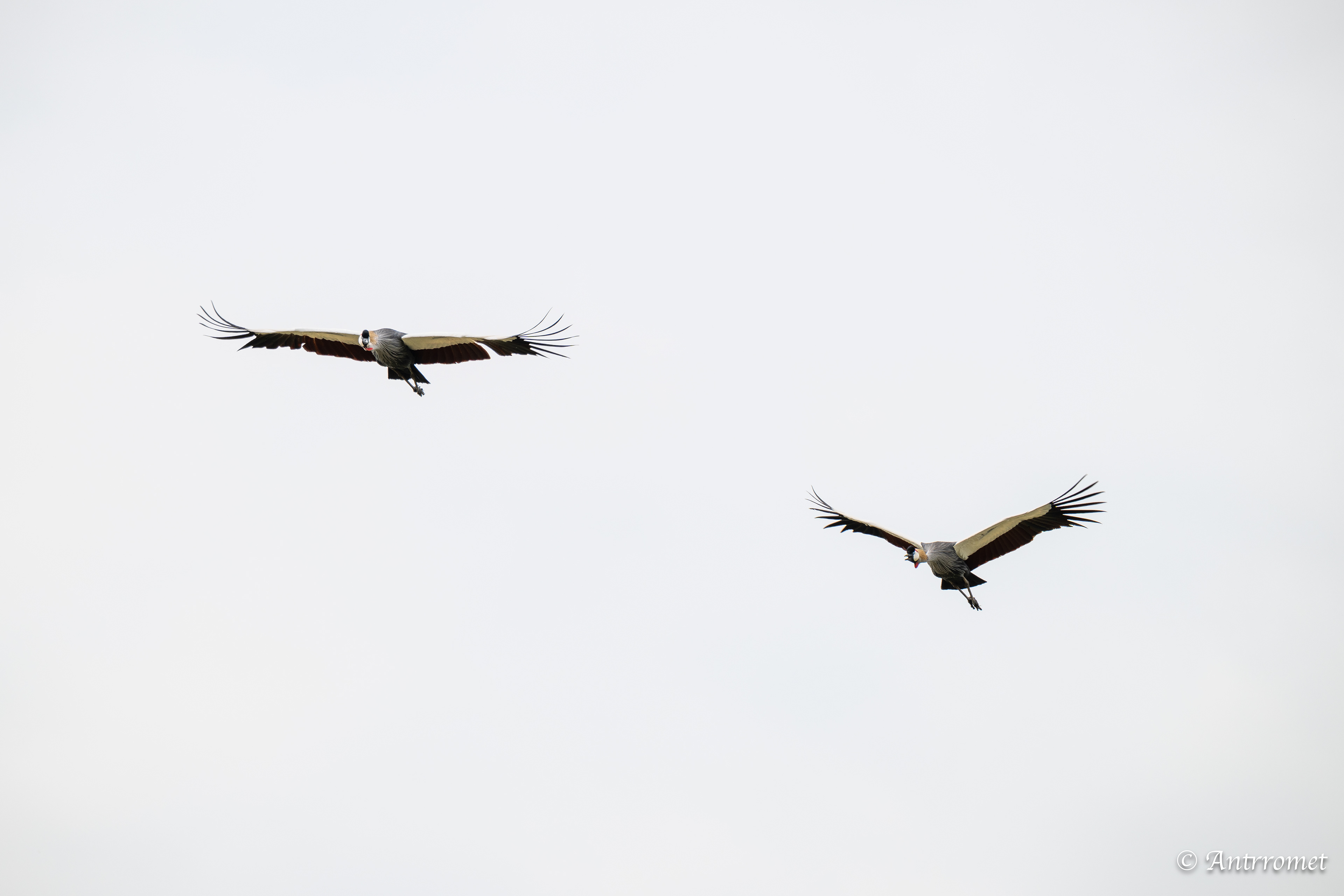 Grey Crowned Cranes