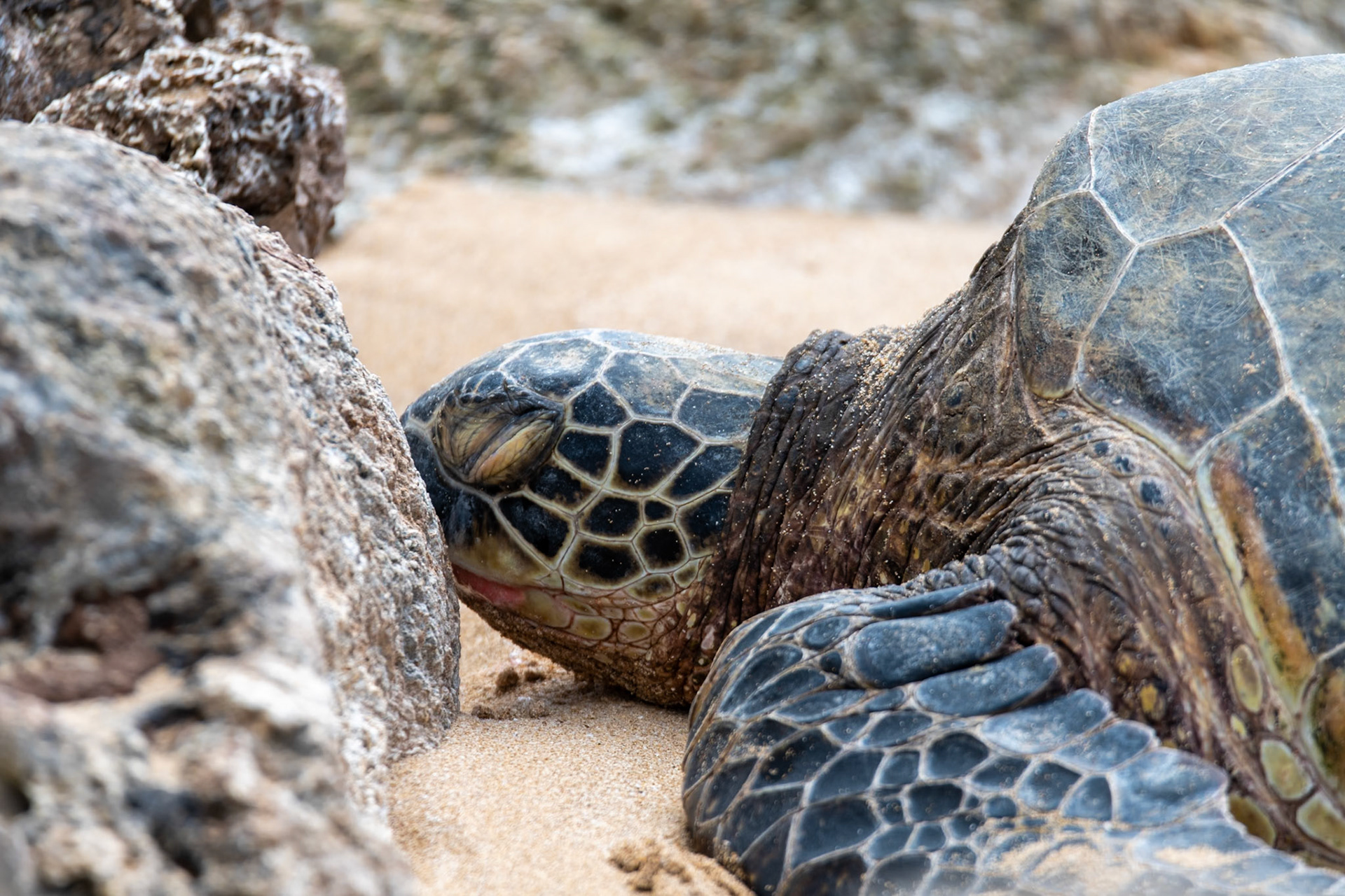 Laniakea beach turtles