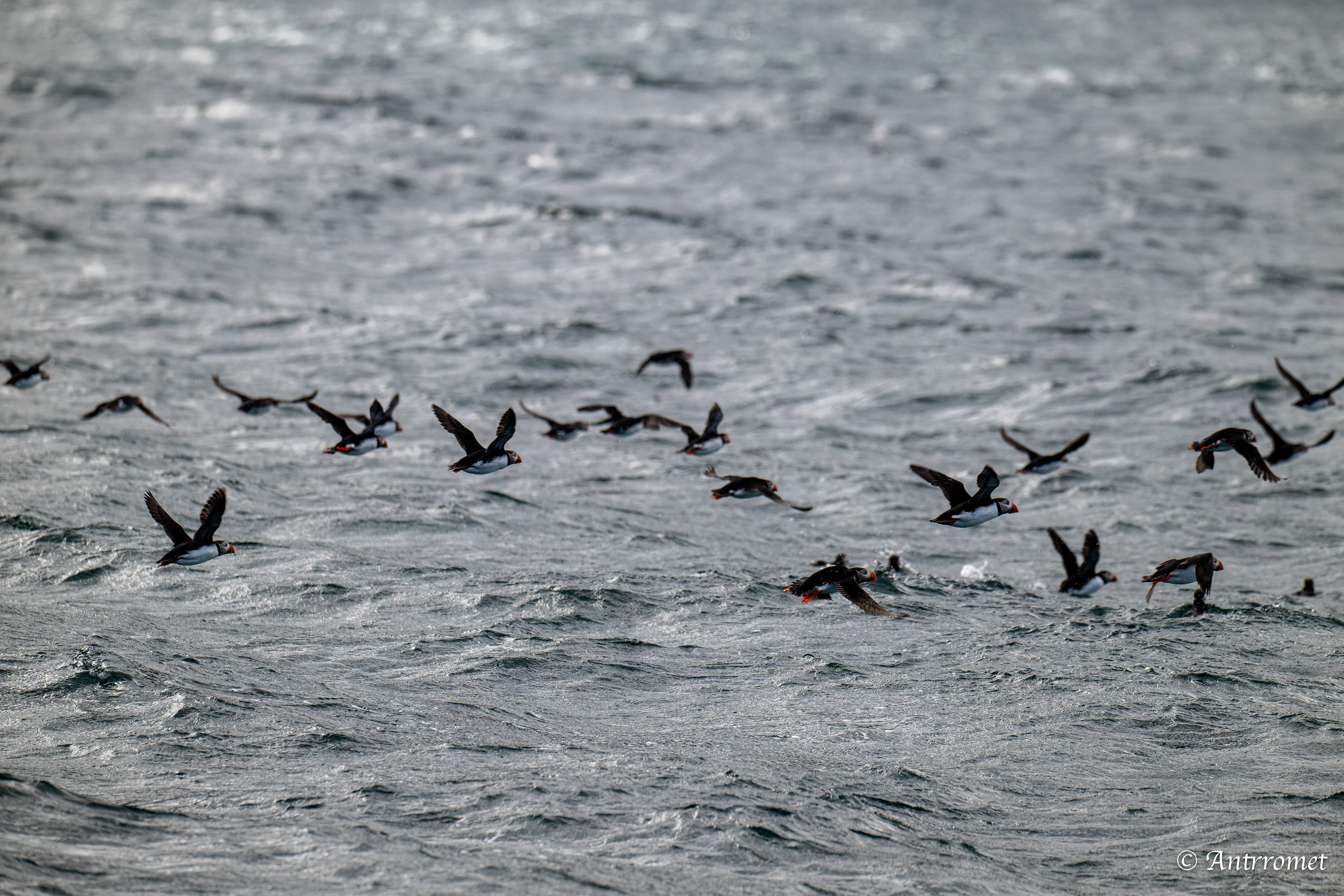 Puffins at Puffin Safari AS, Bleik, Vesteralen