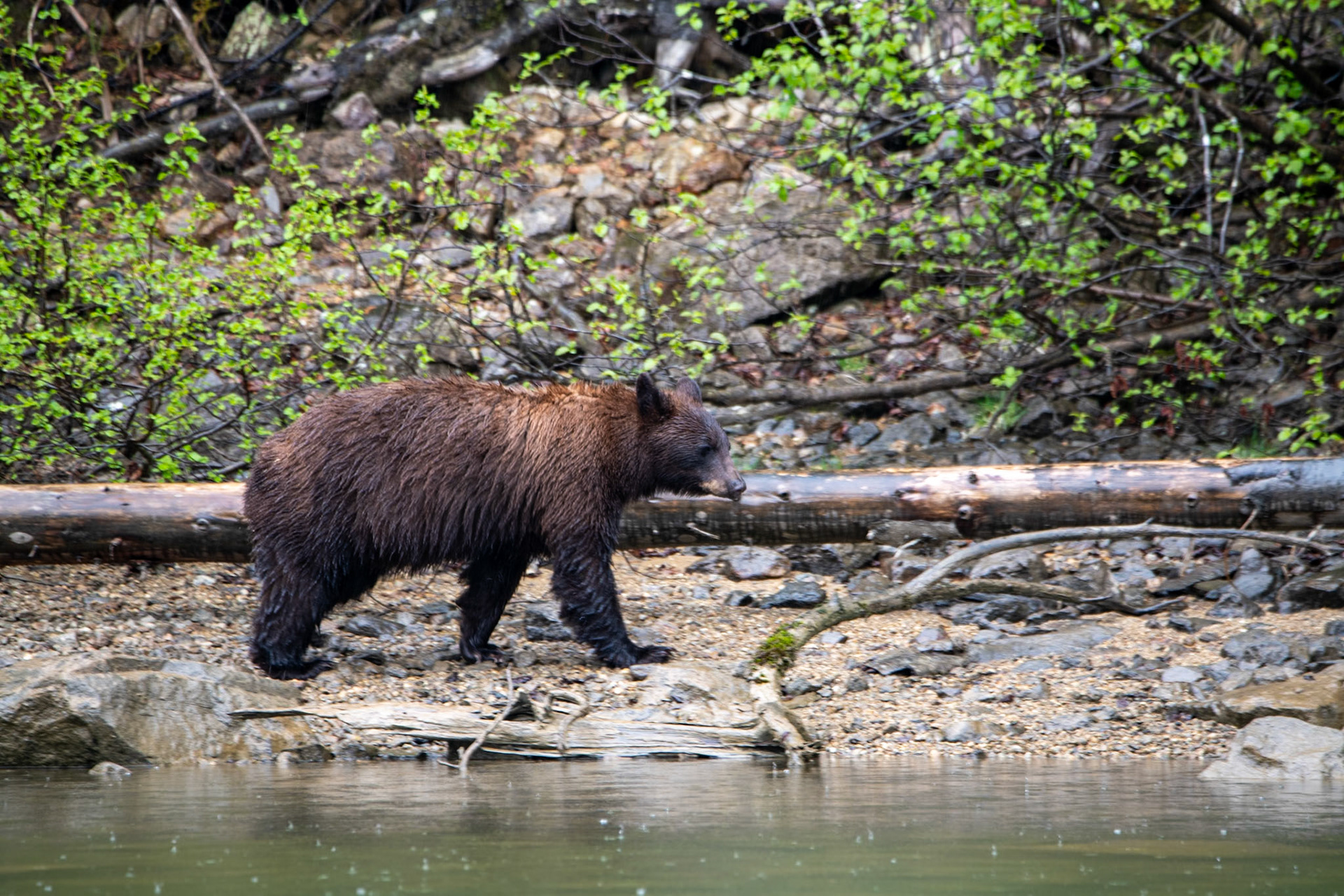 Black bear near Mud Lake