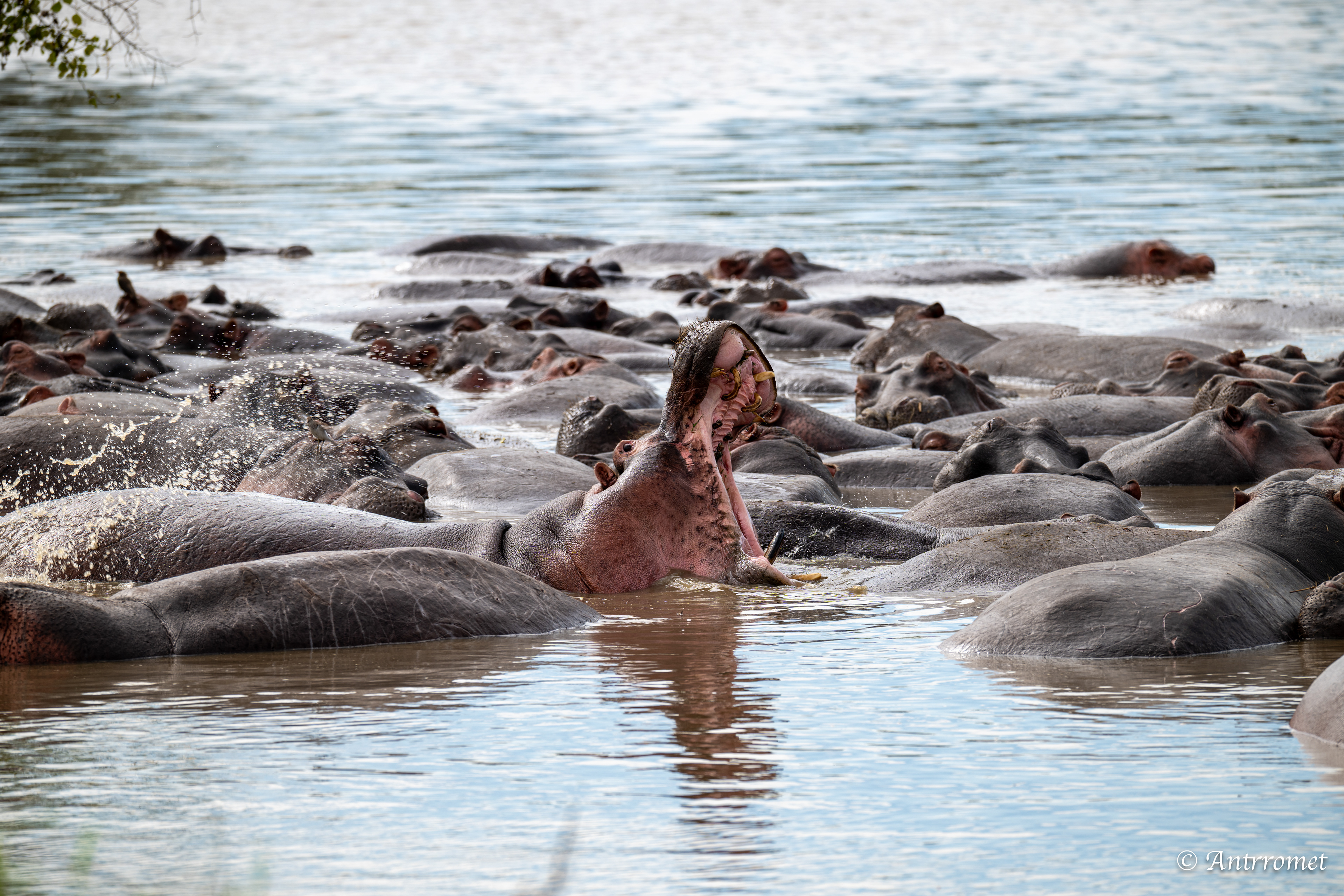 Hippopotamuses