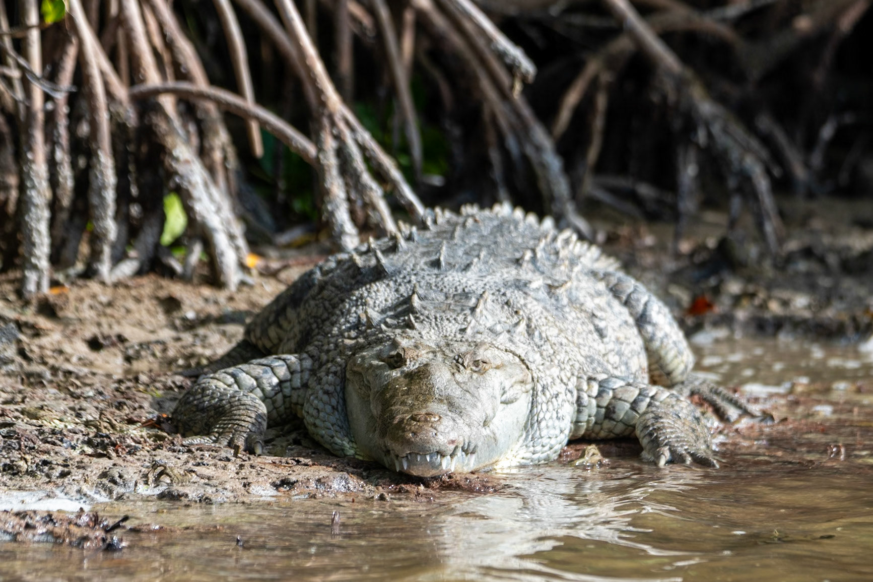 Alligator at Rio Lagartos Lagoon