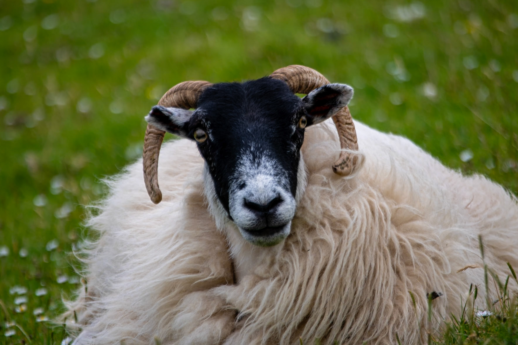 Blackface ram on the way to Brothers point