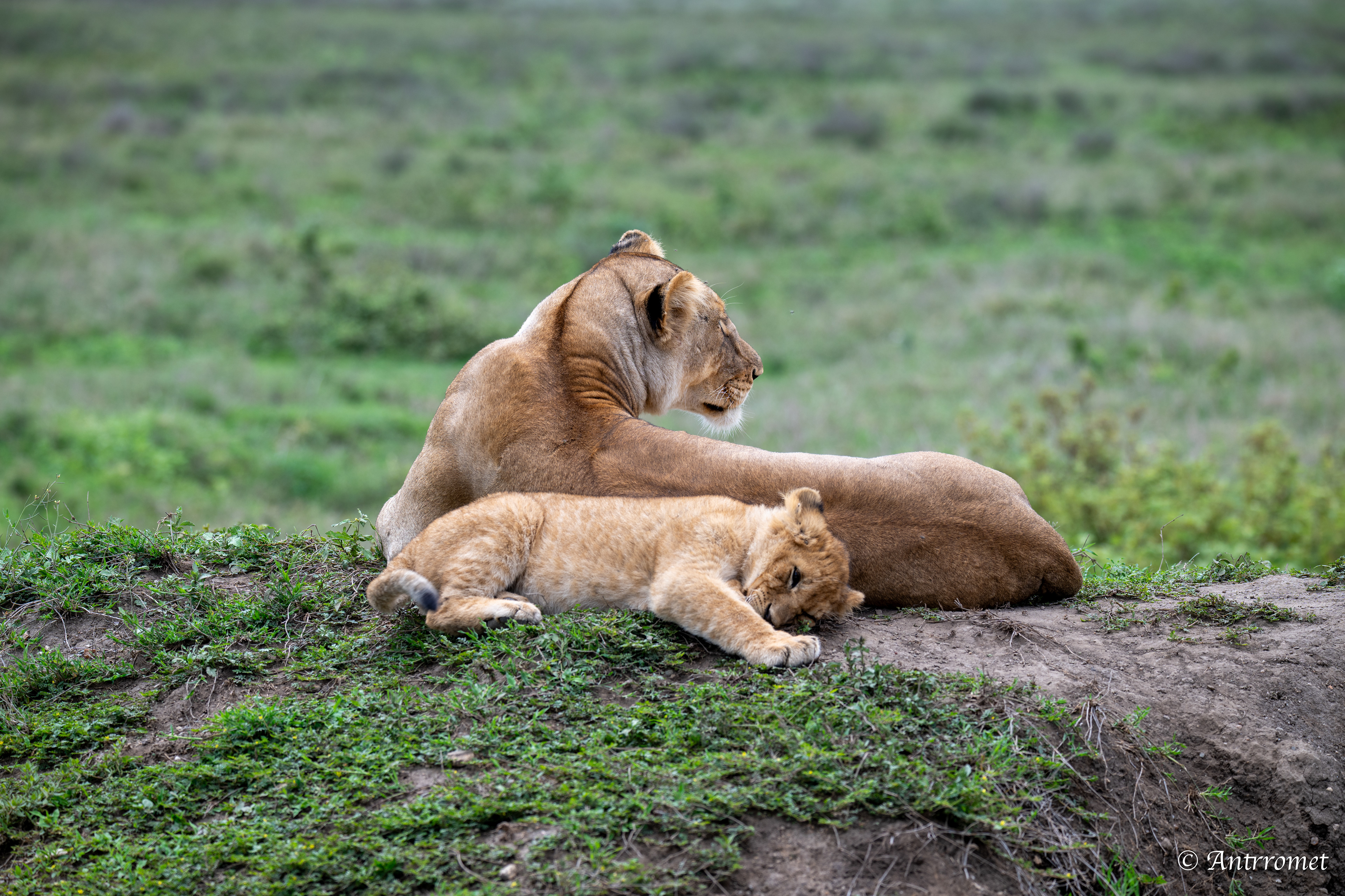 Lion cub with its mom