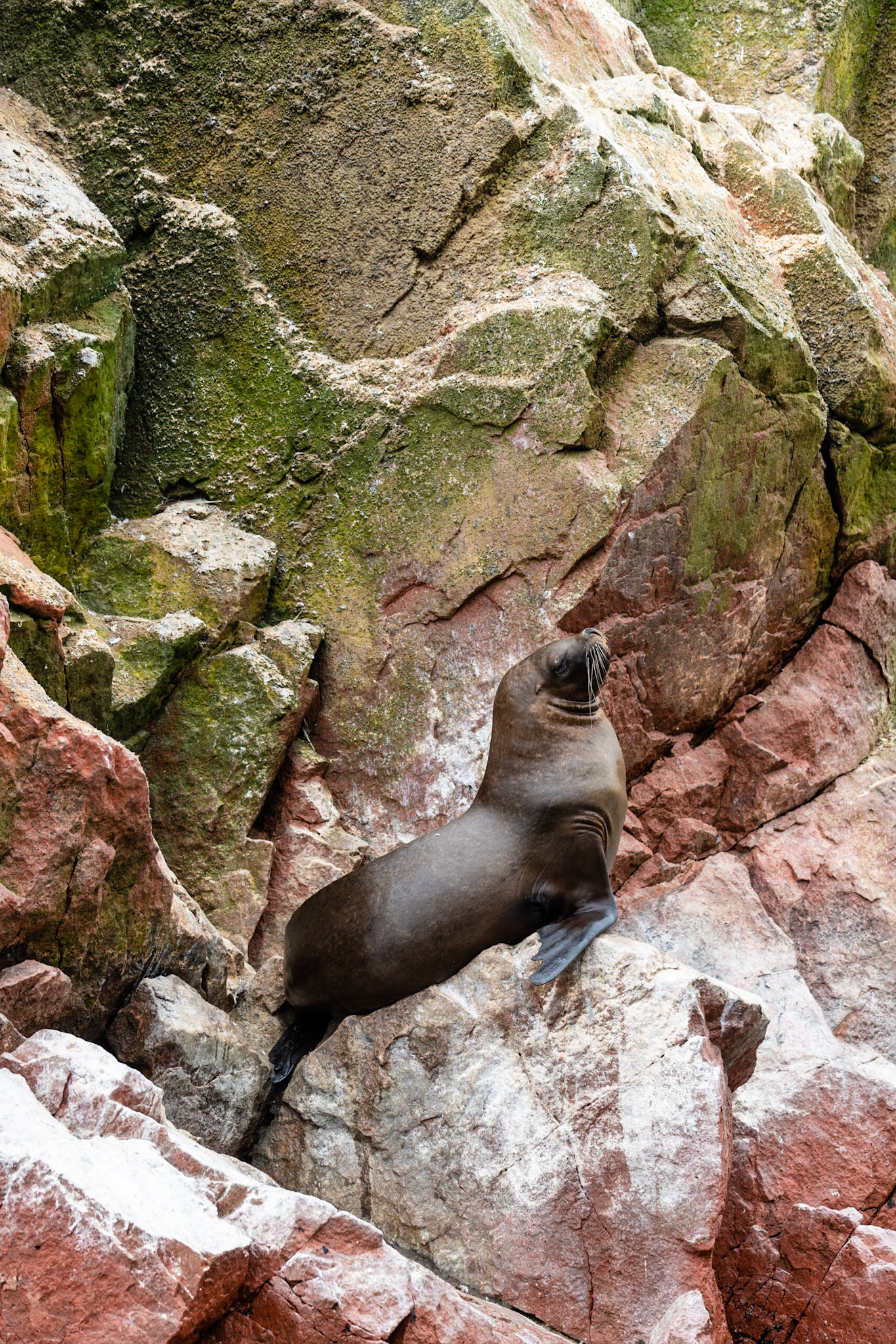 Sea lion, Ballestas Islands