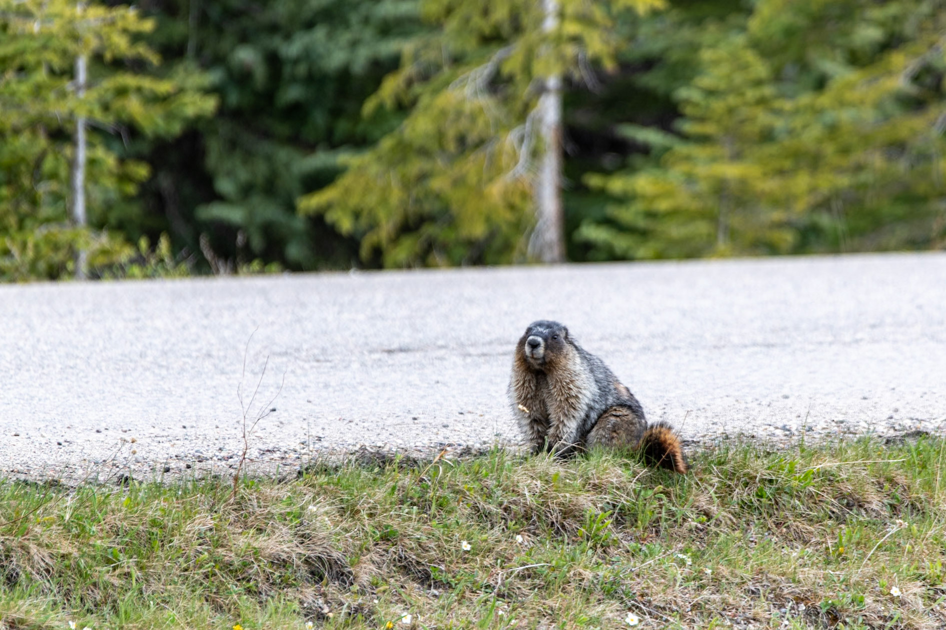 Marmot at Medicine Lake Lookout