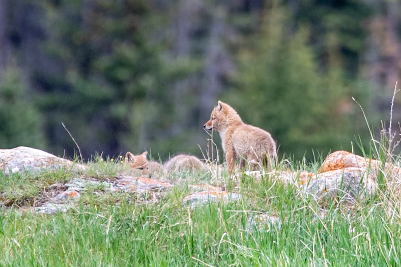 Coyote puppies at Yellowhead Highway