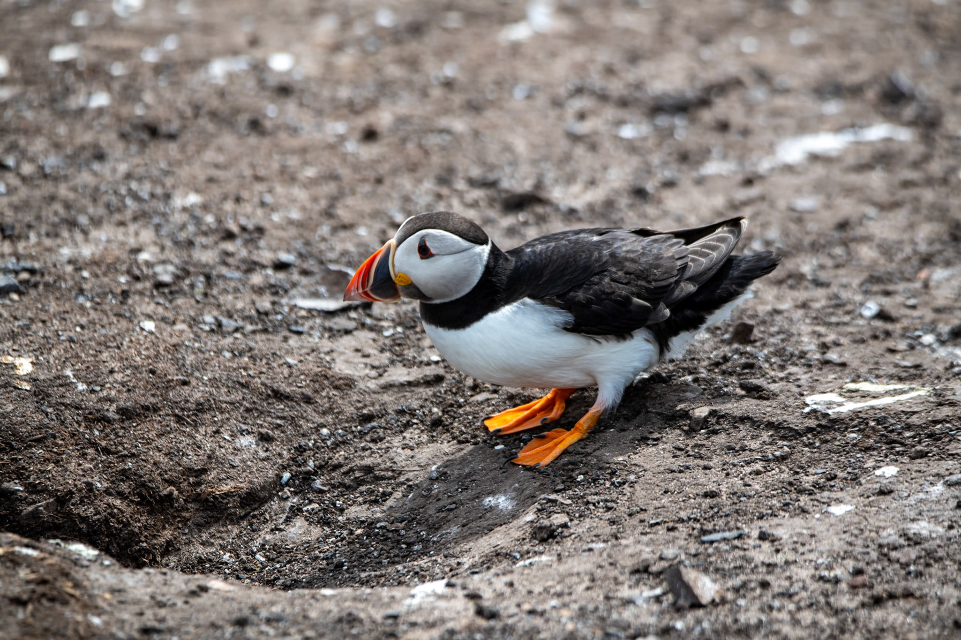 Puffin, Farne Islands