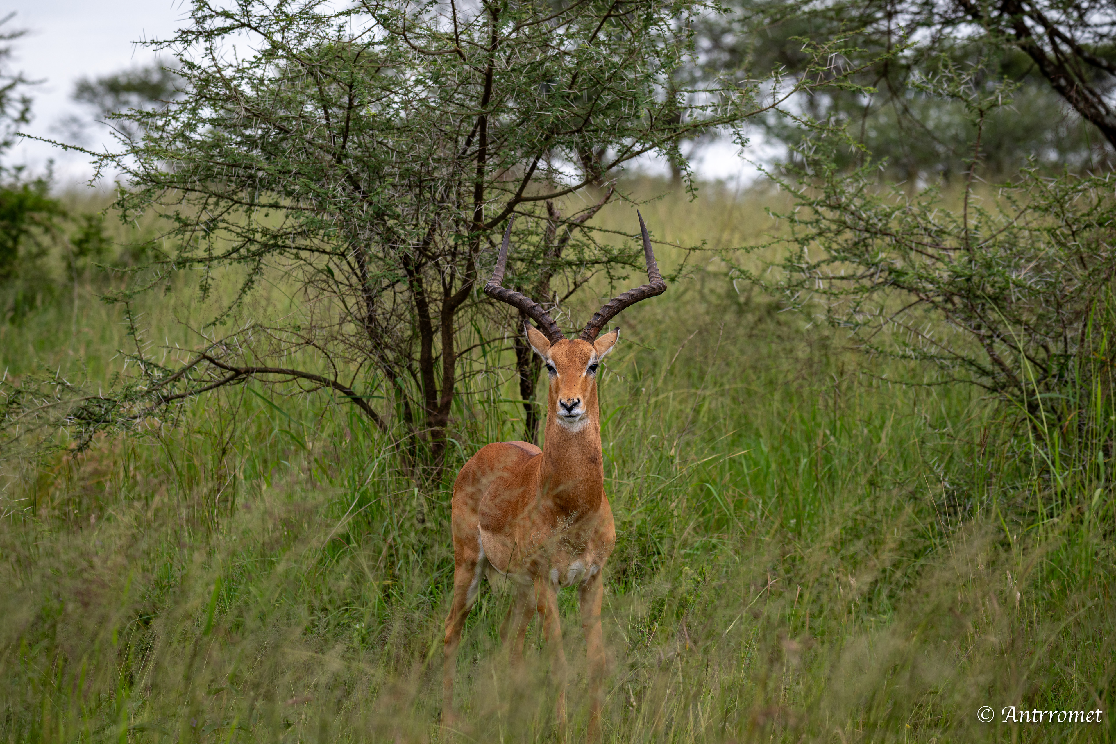 Male Impala