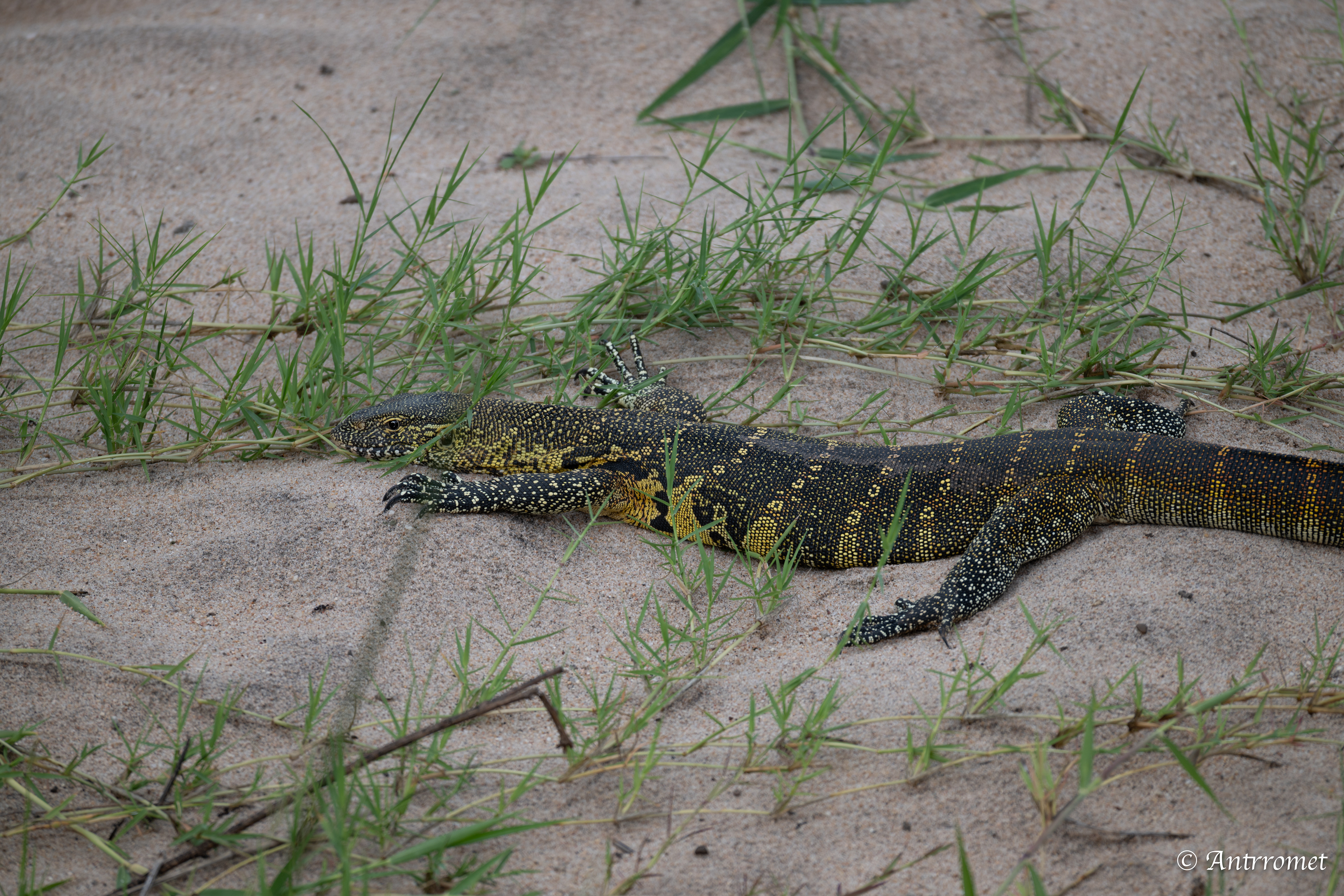 Monitor Lizard