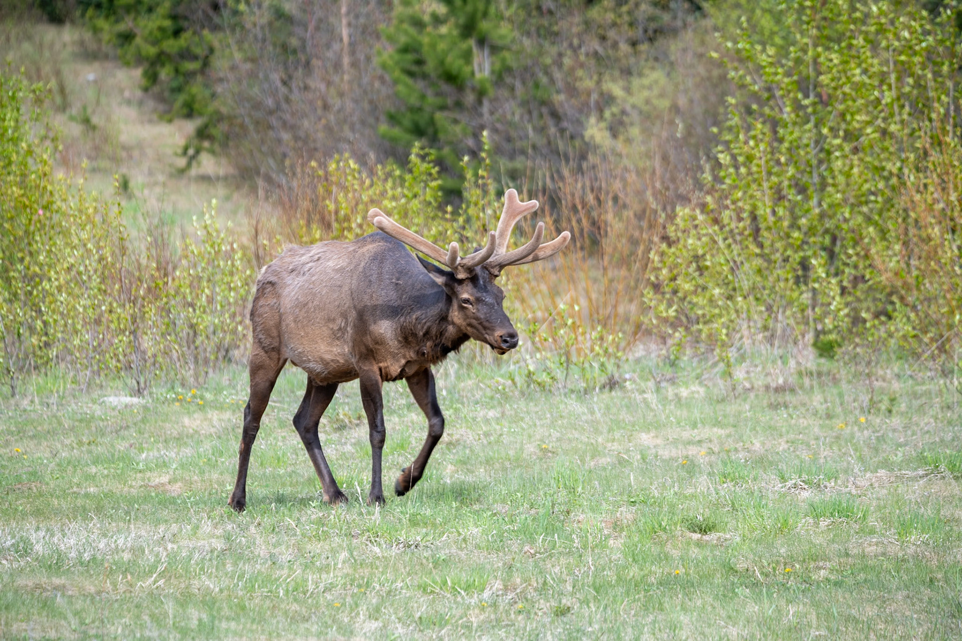 Elk near Yellowhead Highway