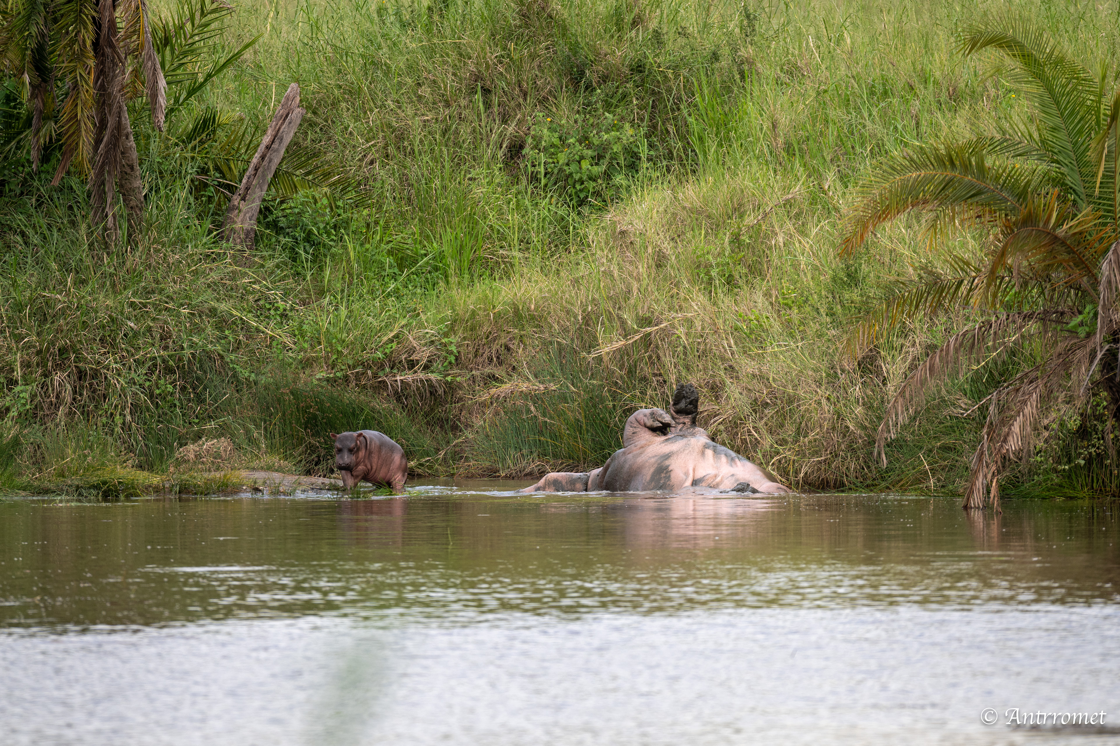 Baby Hippopotamus with its mom
