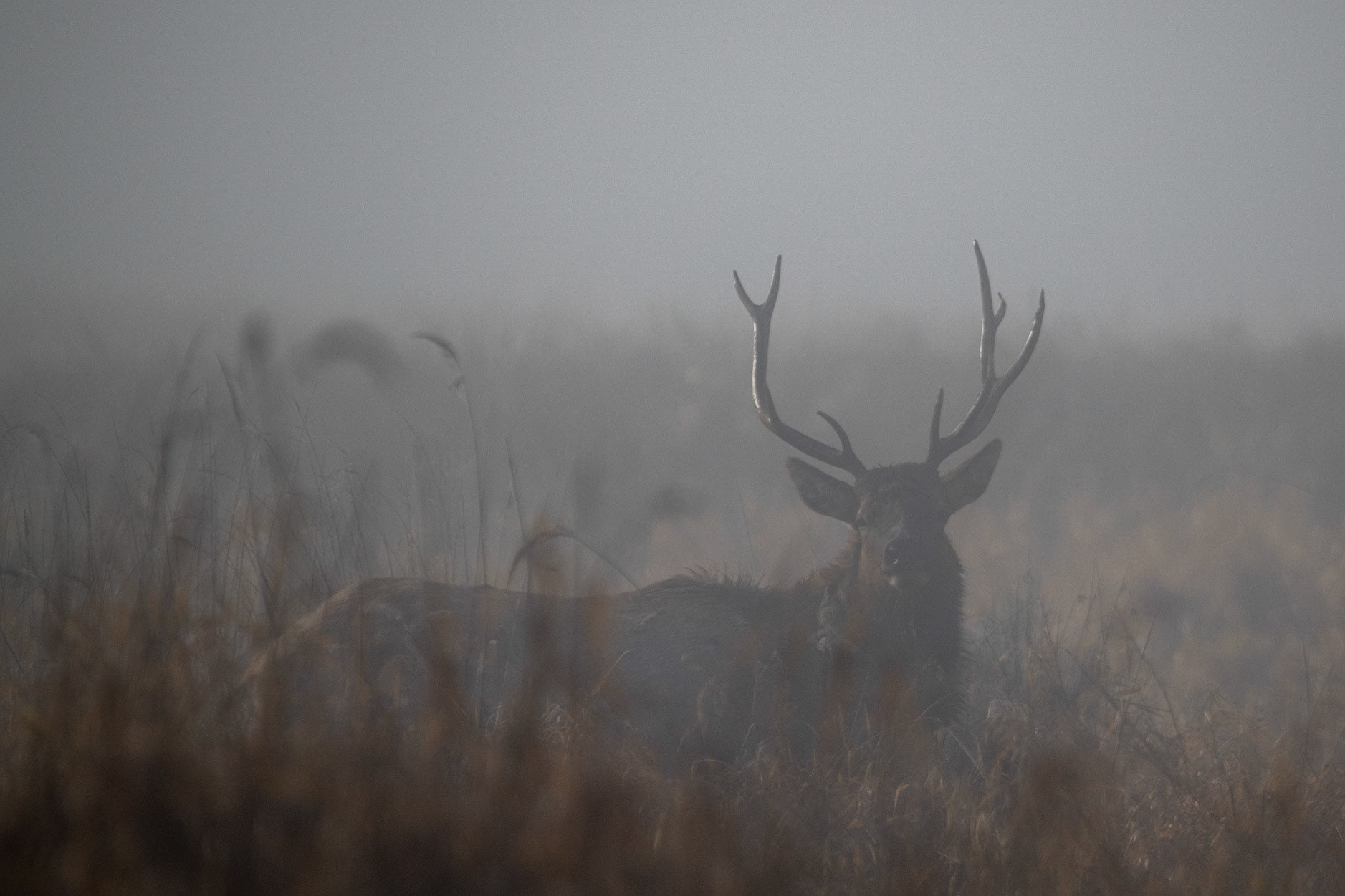 Roosevelt Elk at Elk Meadow