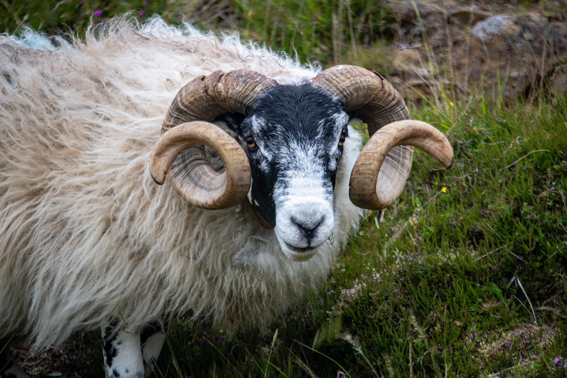 Blackface ram near Loch Leathan Dam