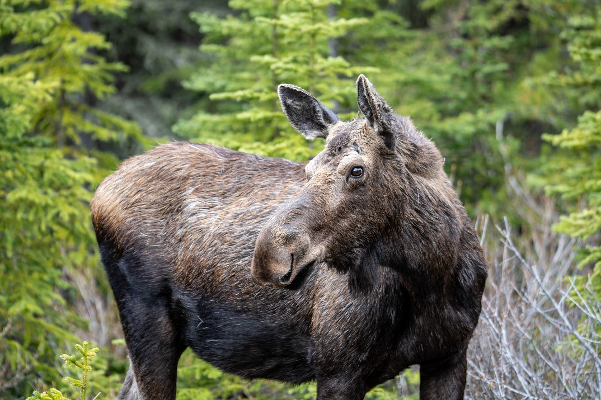 Moose on Maligne Lake Road