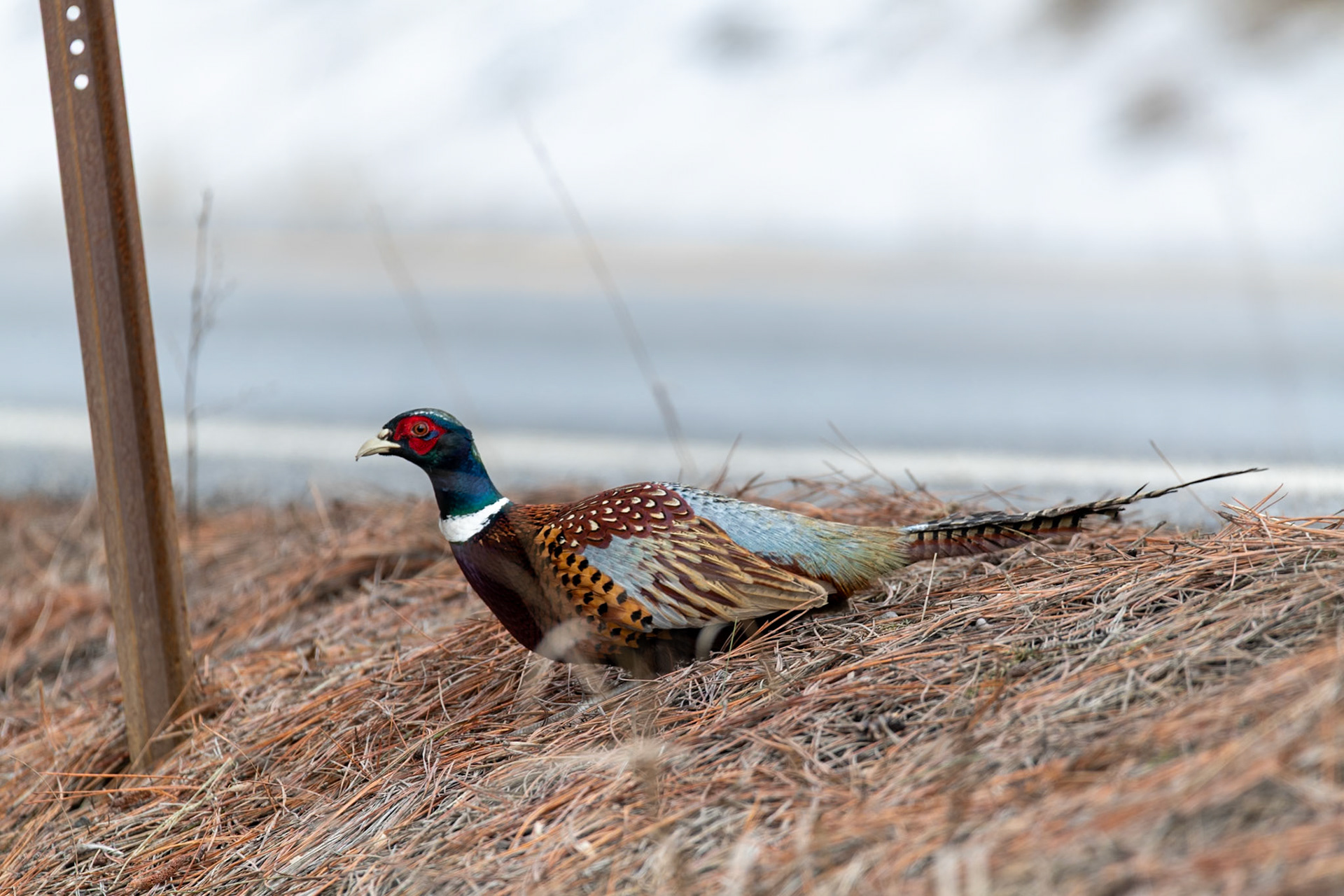 Ring-necked Pheasant