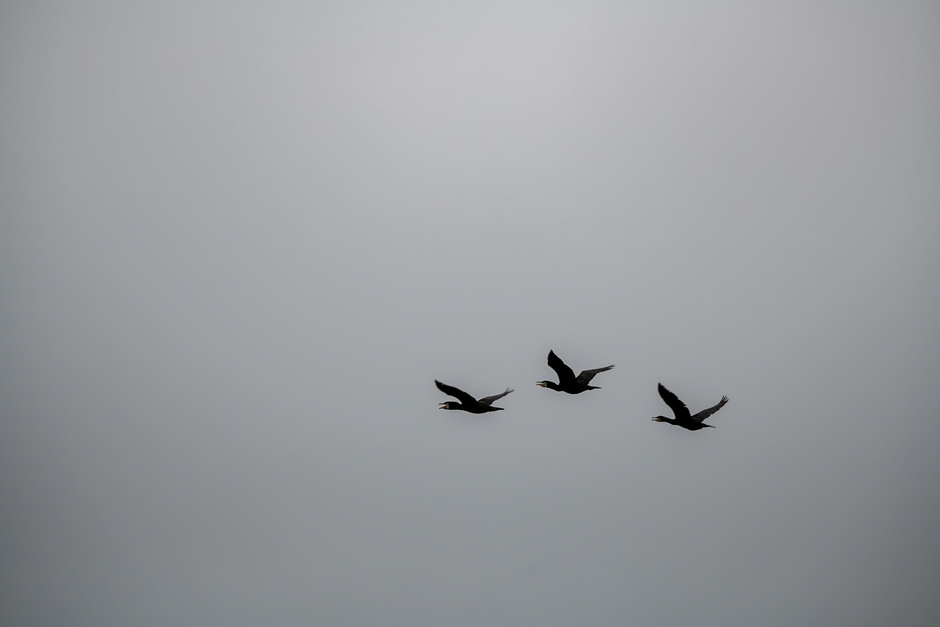 Shags at Carrick-a-Rede