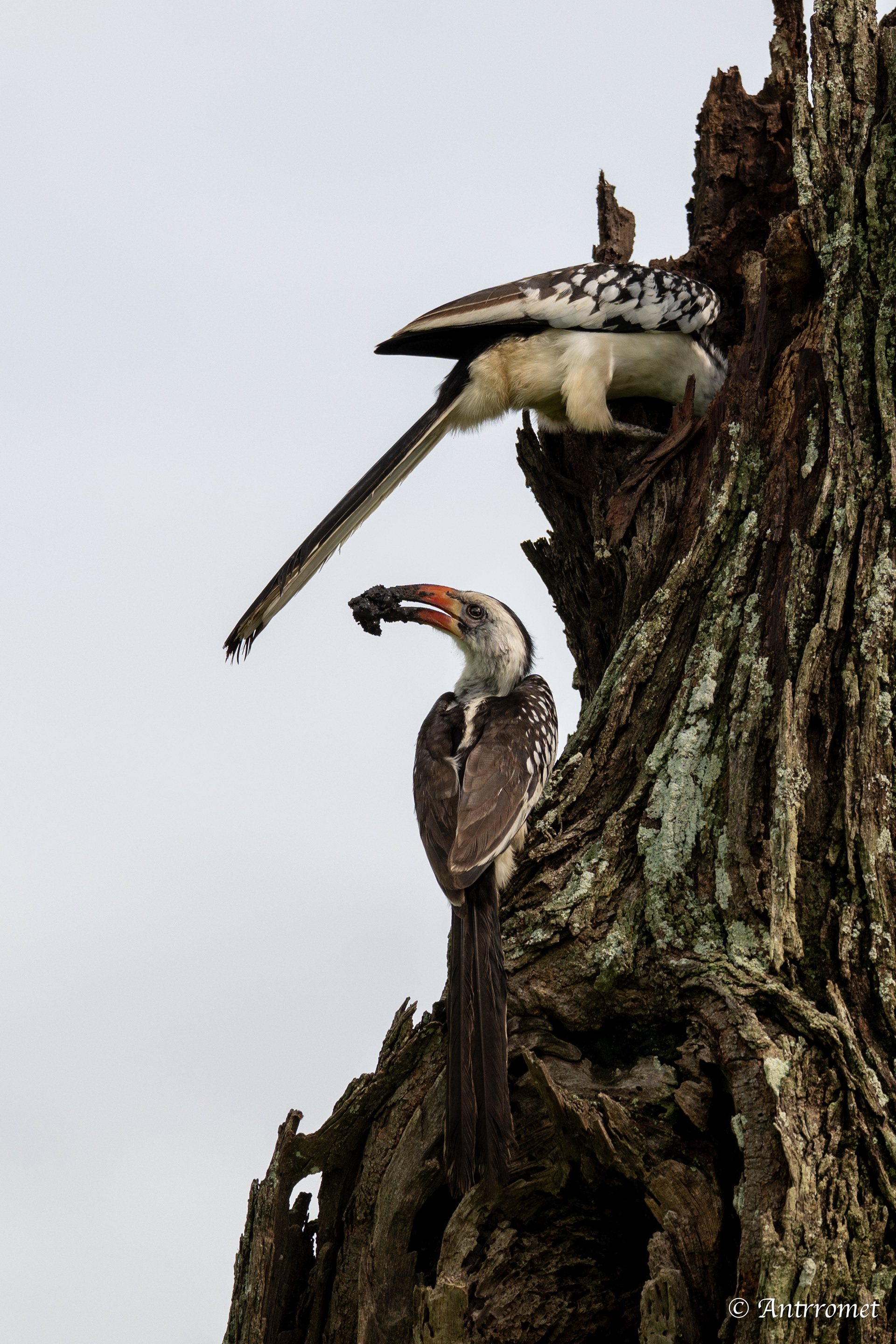 Von der Decken's Hornbill