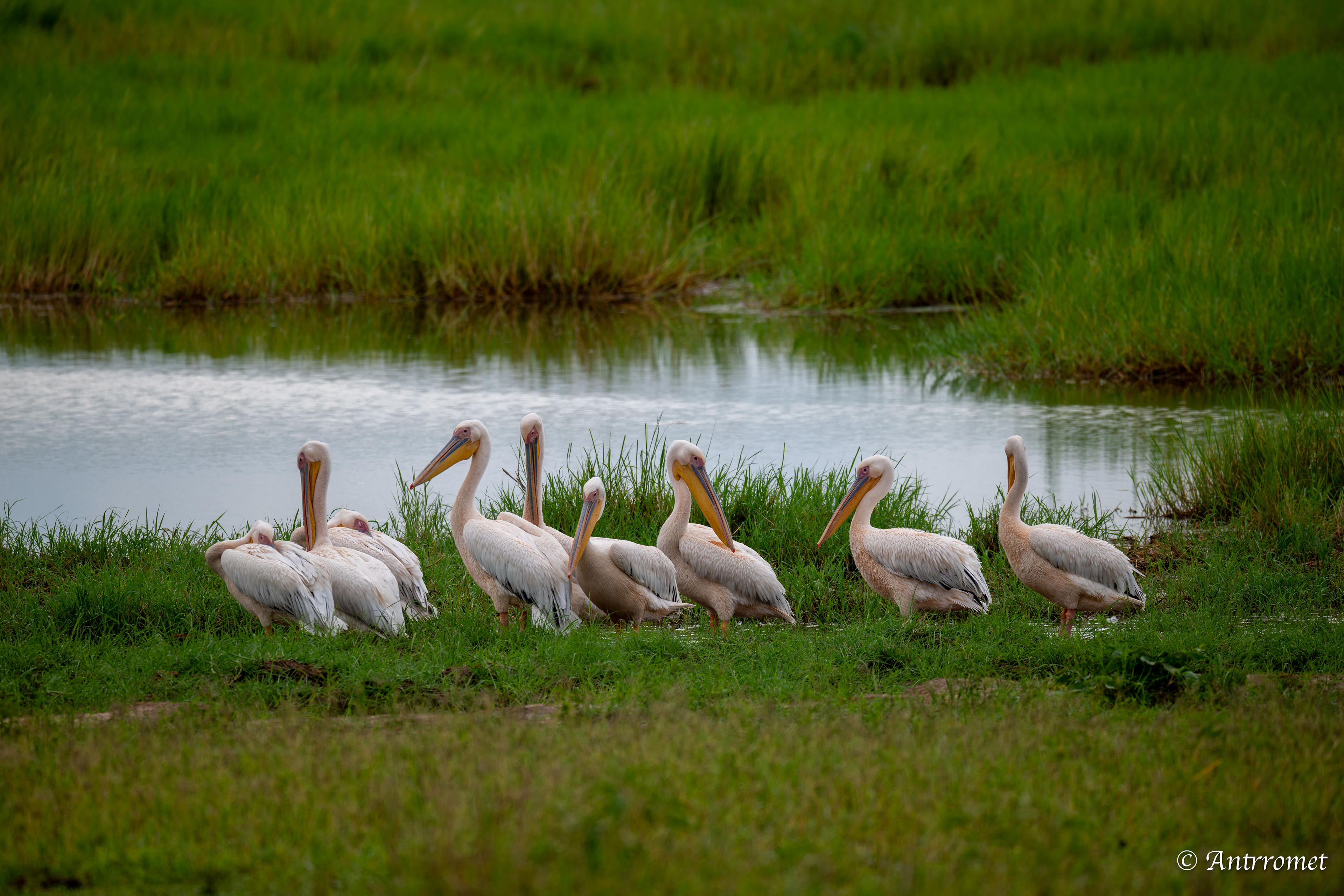Great White Pelicans