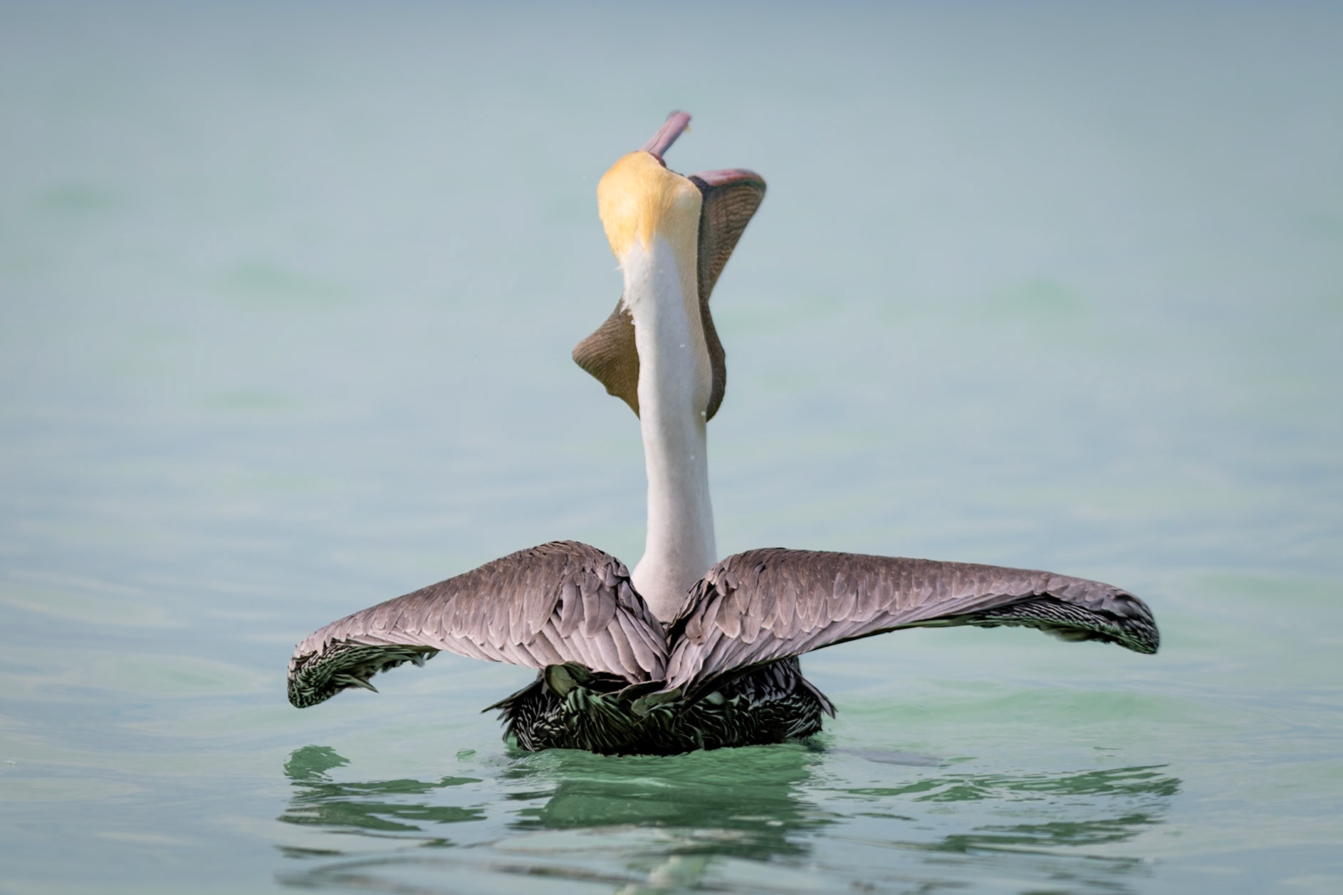 Pelican at Punta Mosquito