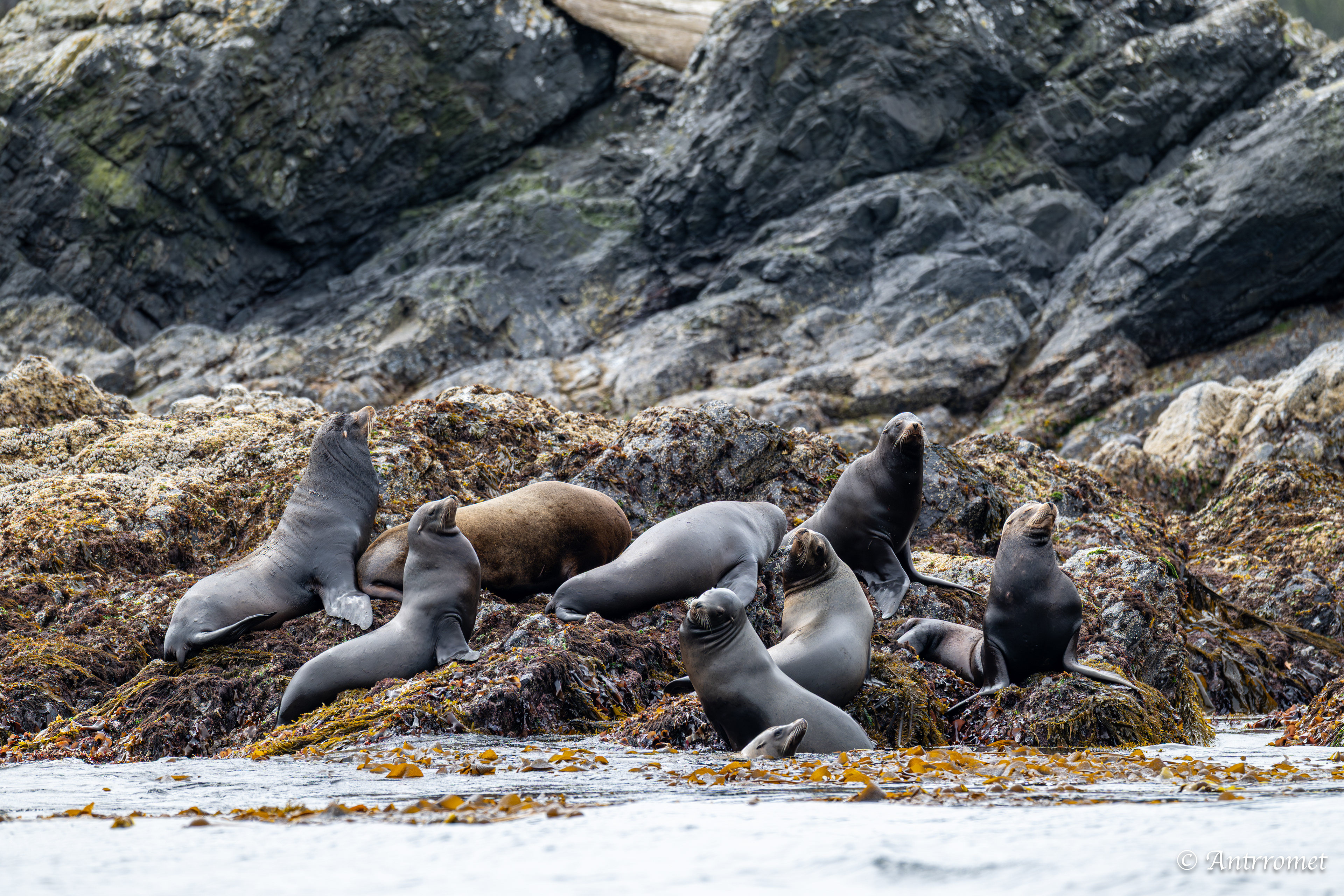 Sea lions