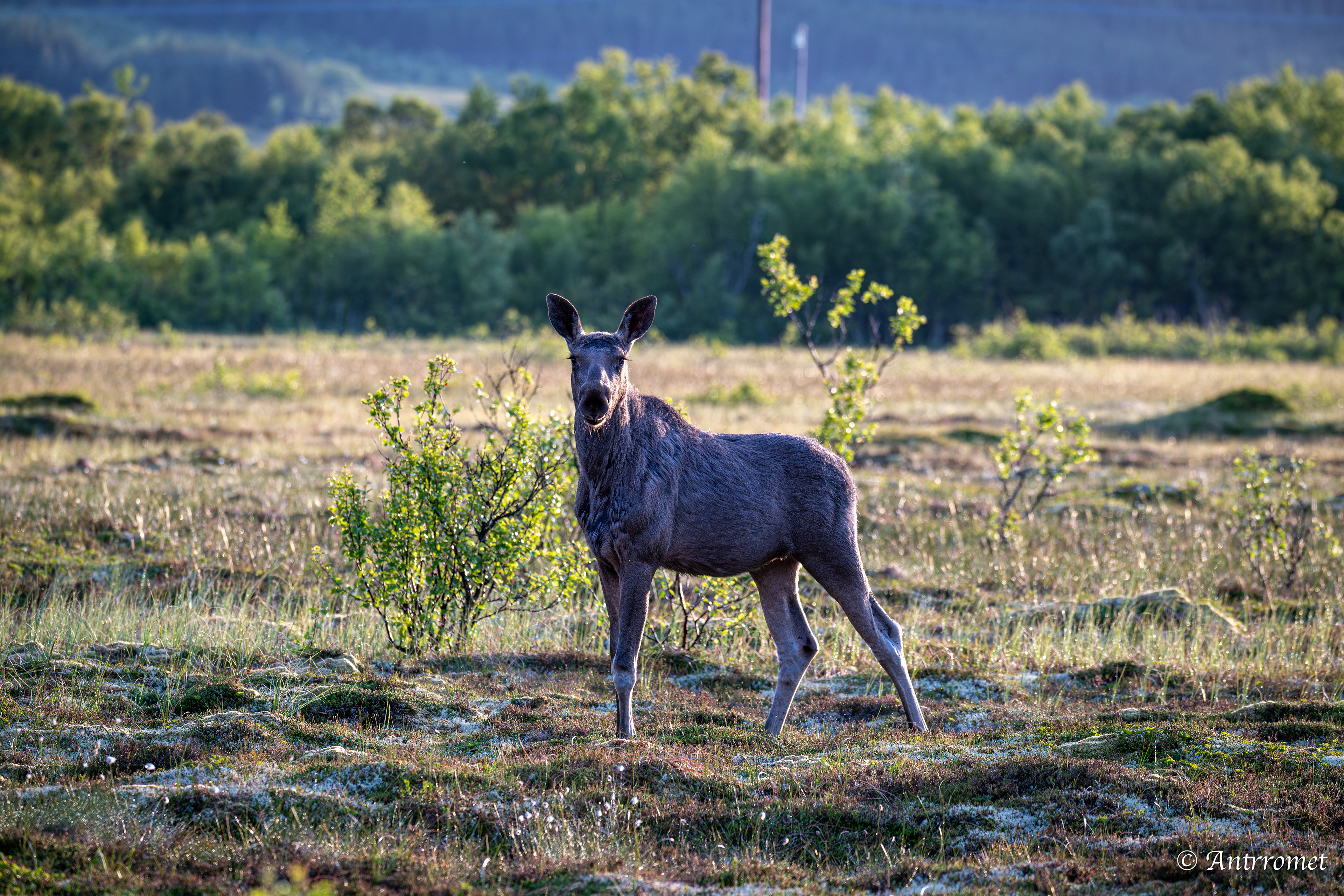 Moose somewhere near Åse on a tour with Arctic North Adventures