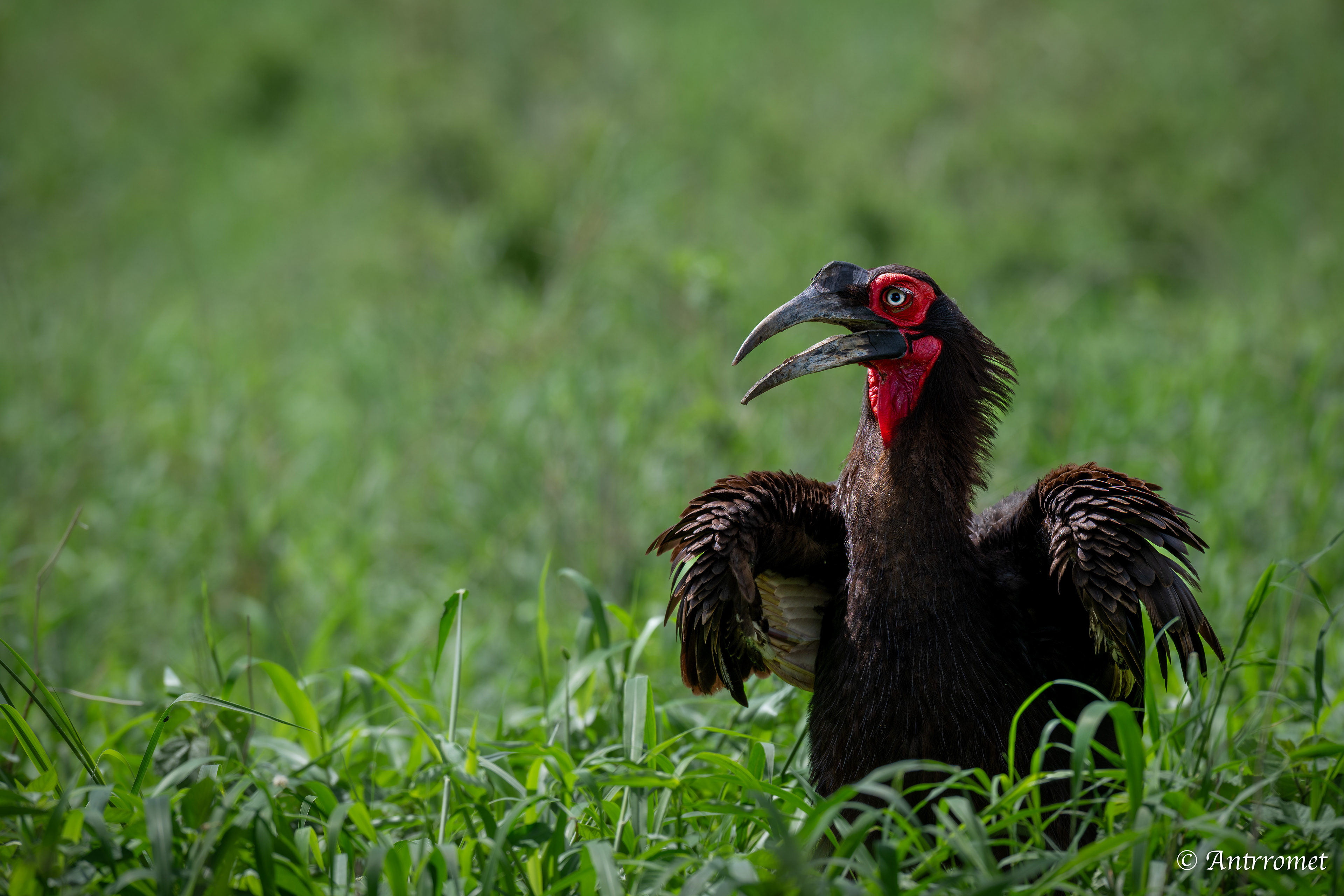 Southern Ground Hornbill