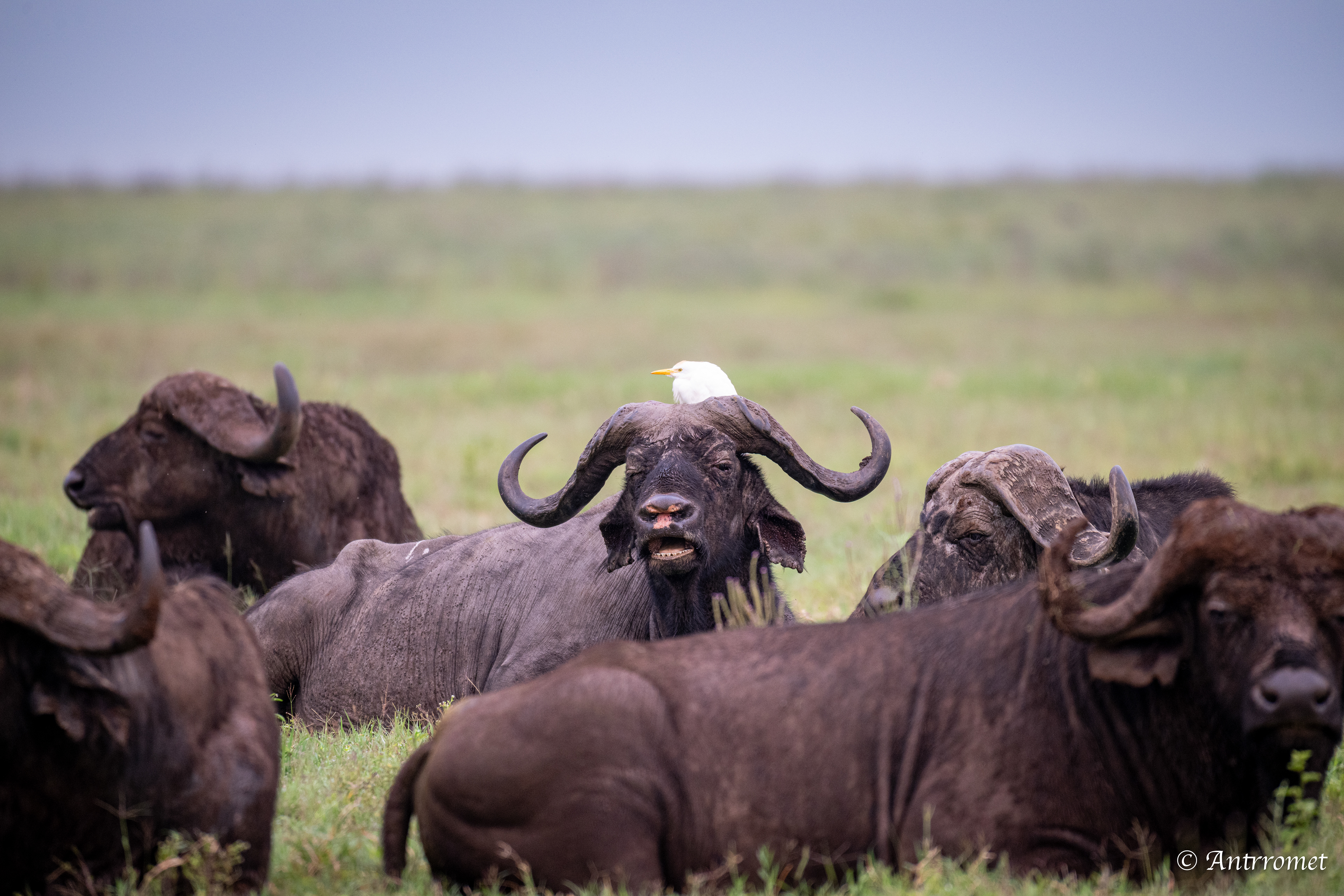 Buffaloes with Egrets perched on them