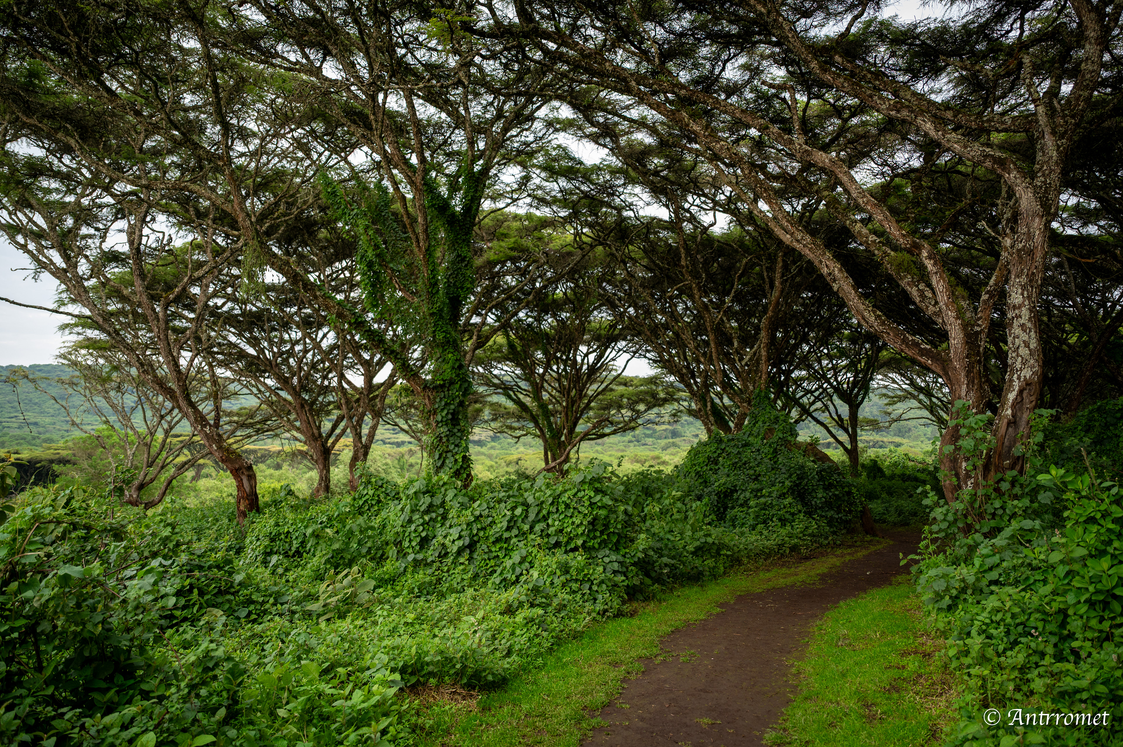 Ngorongoro crater rim