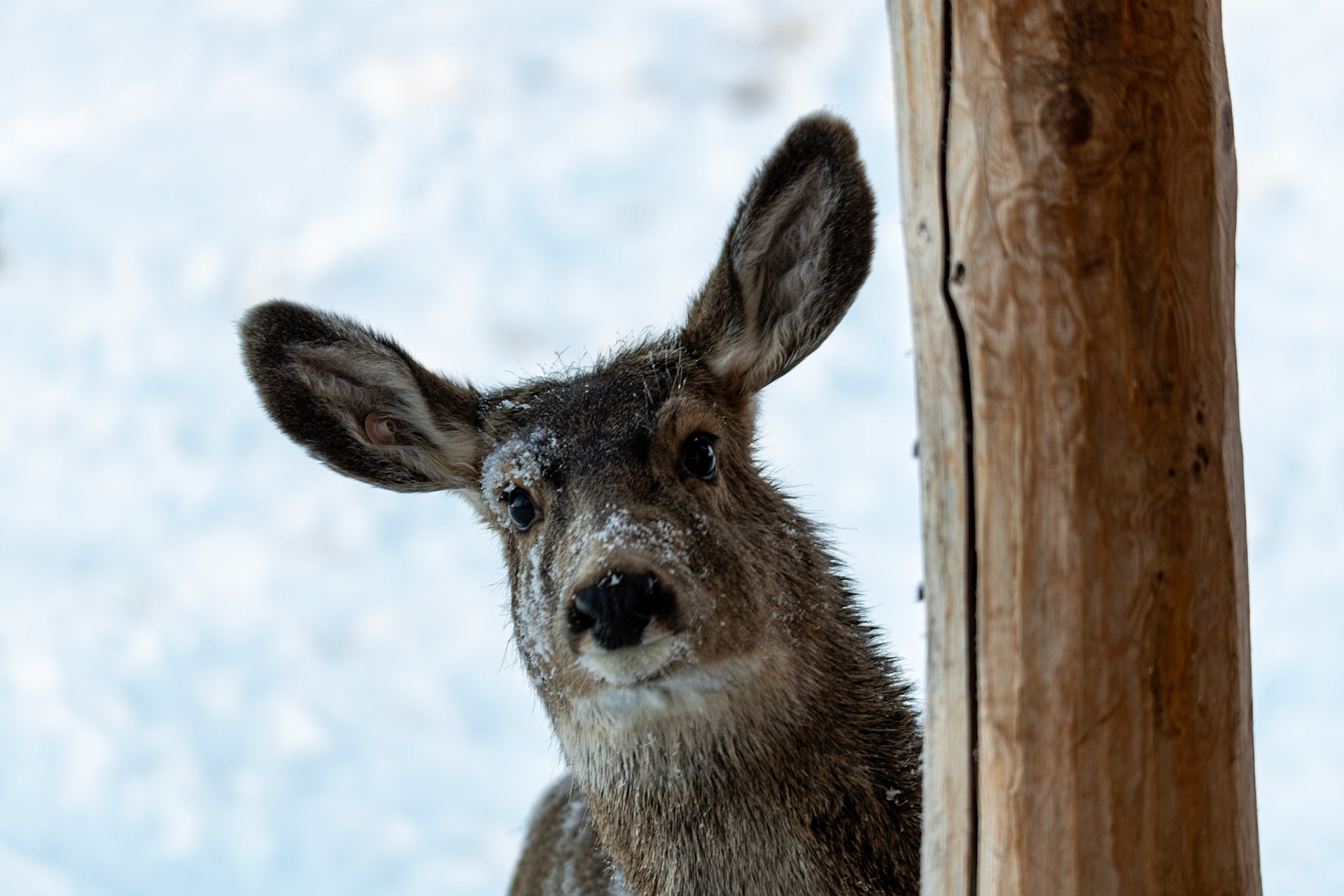 Mule deer at Yukon Wildlife Preserve