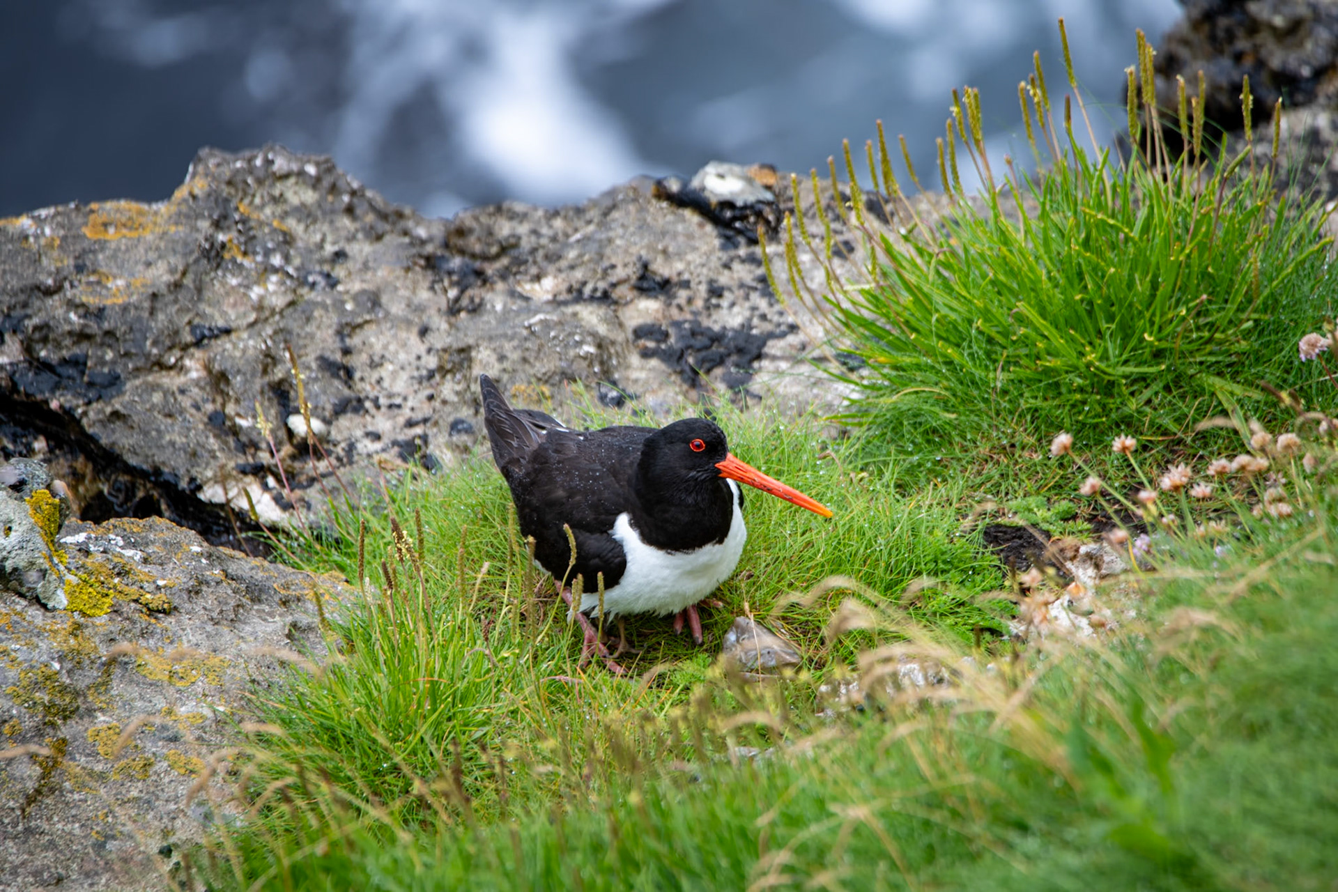 Oystercatcher at Carrick-a-Rede